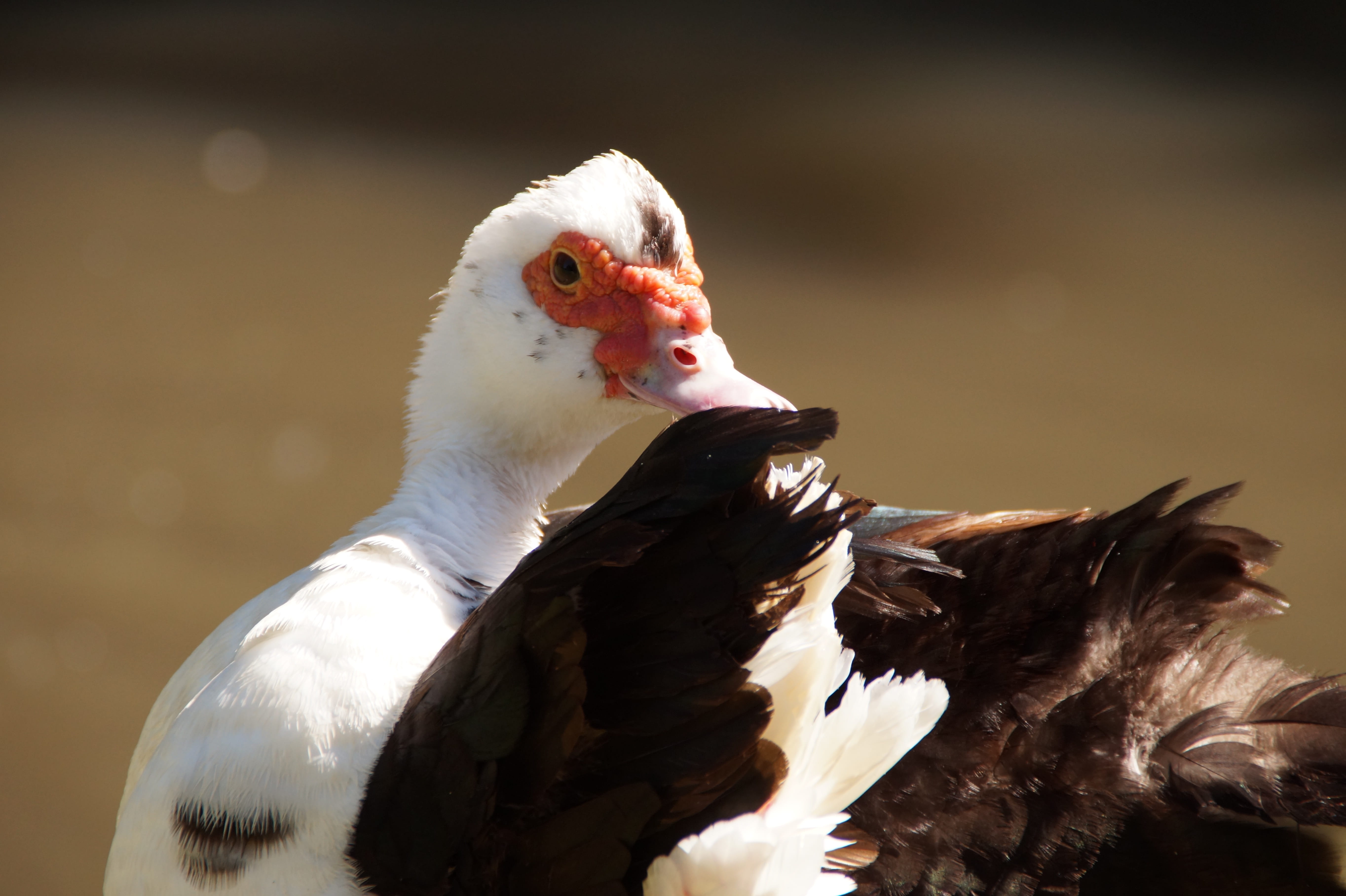 white color, red, outdoors, poultry, muscovy, beak, black, 5K, bird, ornamental poultry, day, animal themes, lake, no people, close-up, white, animal, HD Wallpaper