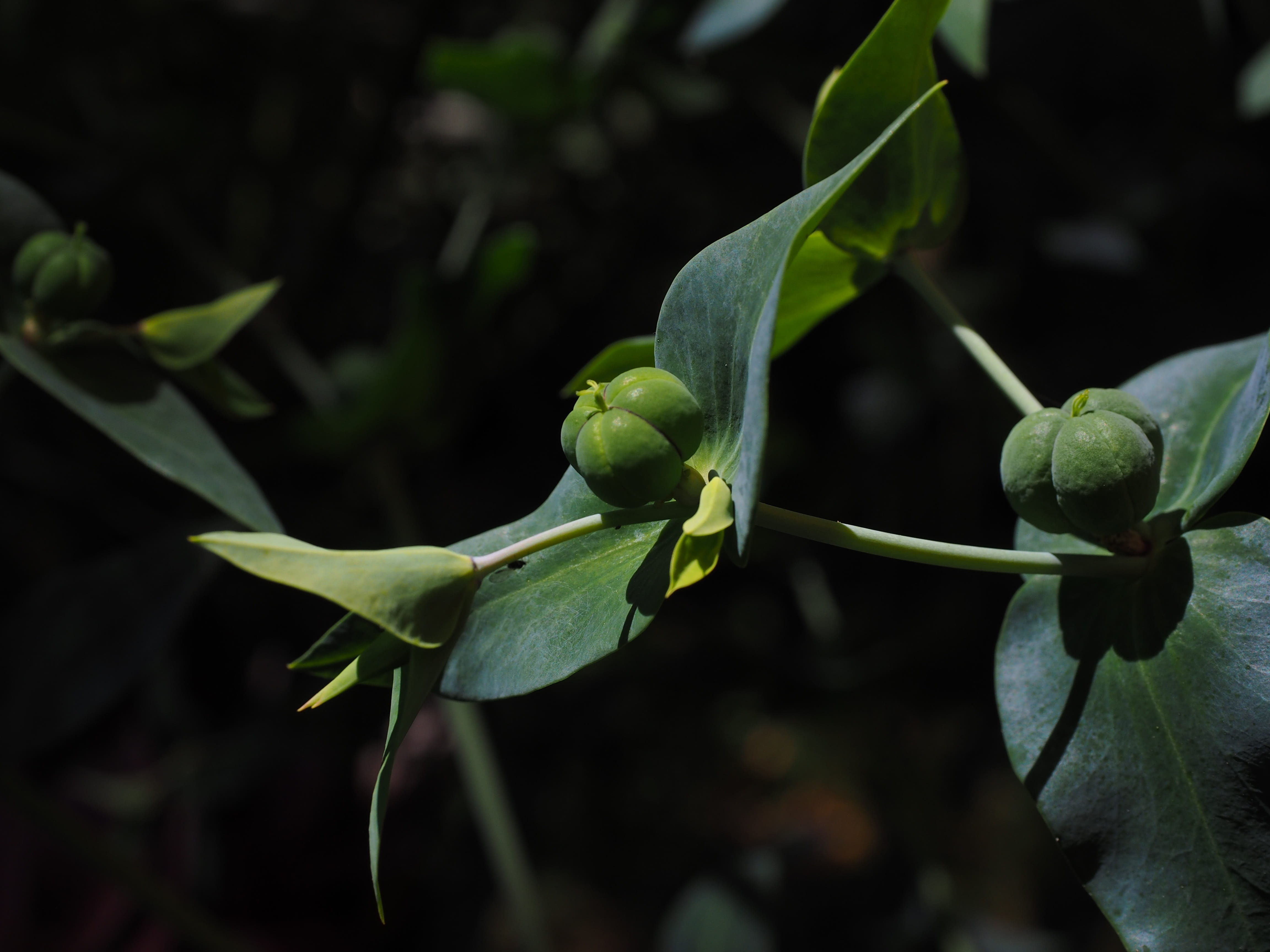 plant stem, ingeol ester, no people, green color, flower, close-up, four-line spurge, plant part, witches milk, spring root, Spurge, euphorbia, plant, focus on foreground, HD Wallpaper