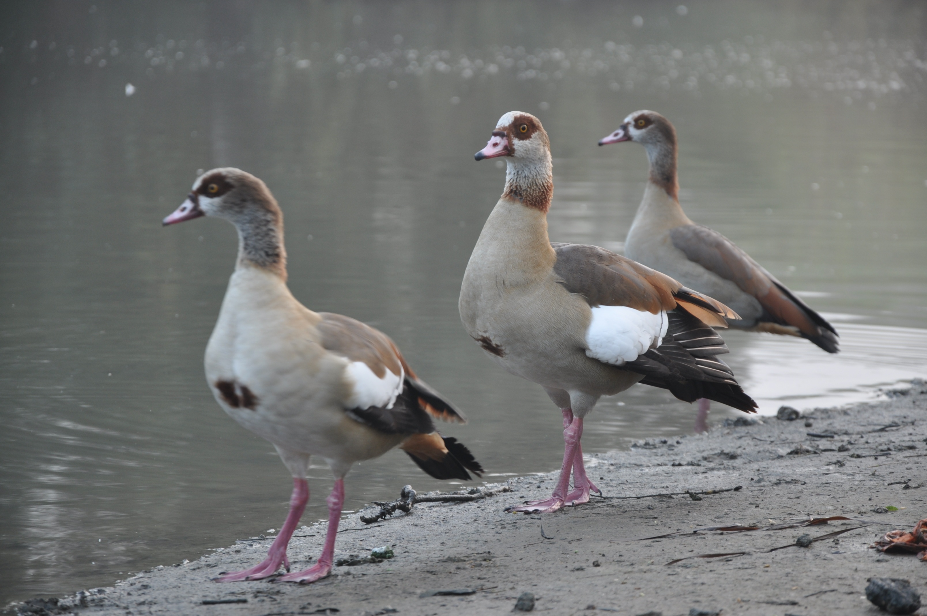 reflection, land, nature, walking, group, three, animals in the wild, seagull, walk, pond, beak, natural, brown, vertebrate, first, no people, day, group of animals, HD Wallpaper
