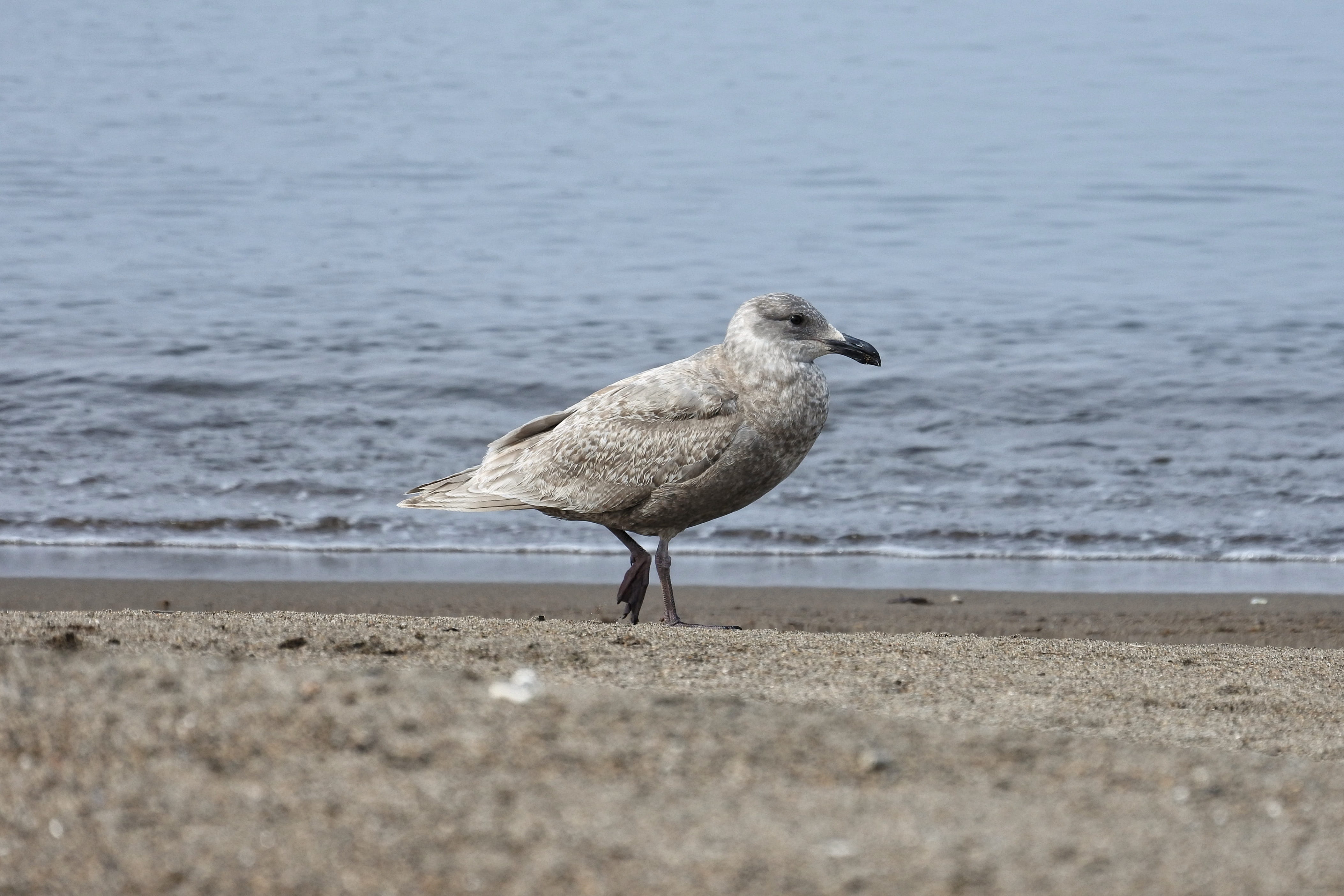 animal themes, sea, beauty in nature, one animal, walk, Sea Gull, Seagull, selective focus, Beach, water, coastline, bird, moonwalk, day, nature, animal wildlife, HD Wallpaper
