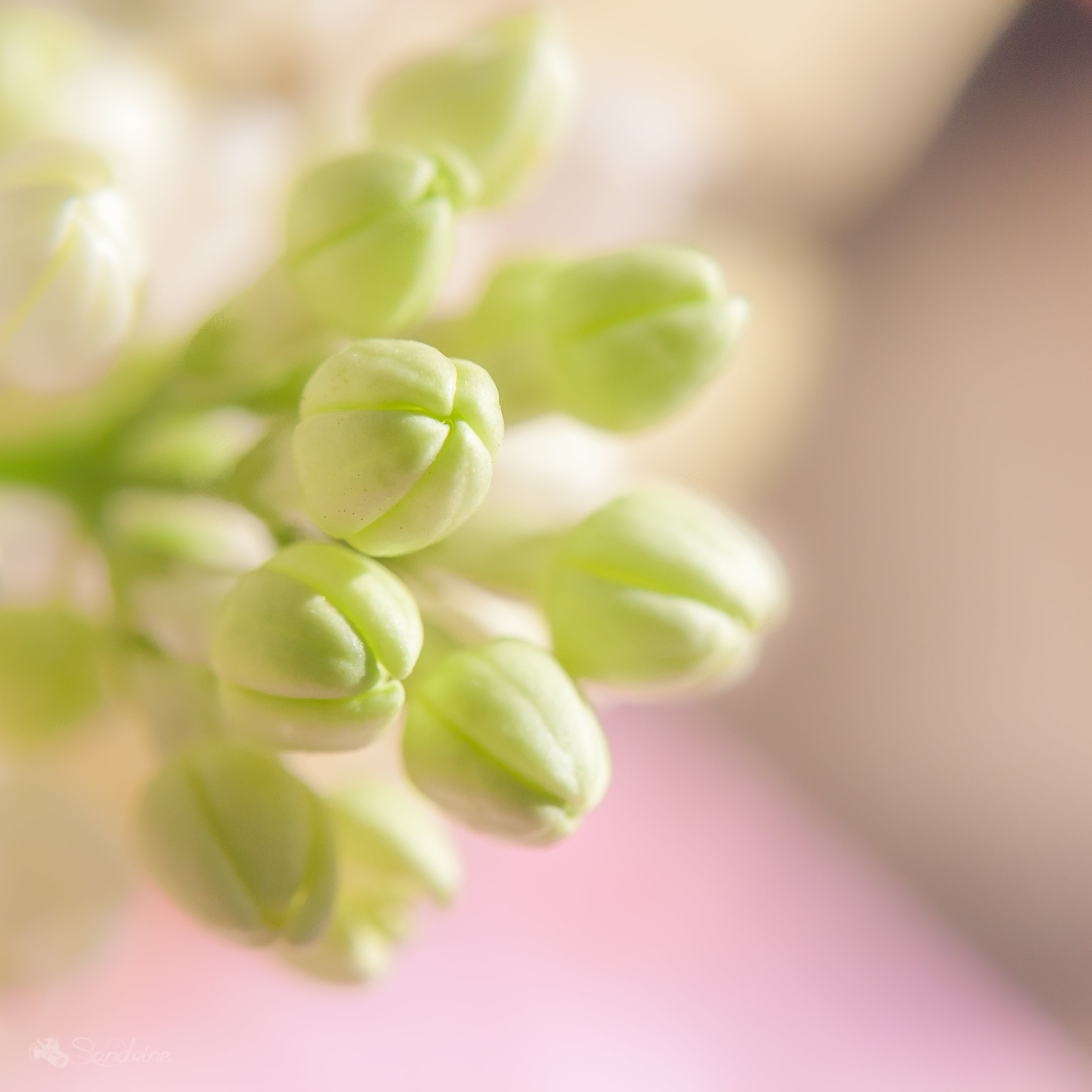 close-up, green Color, selective focus, blossom, 2K, nature, musique, photography, flowers, en, plant, fleurs, selective, focus, green, Phone HD Wallpaper