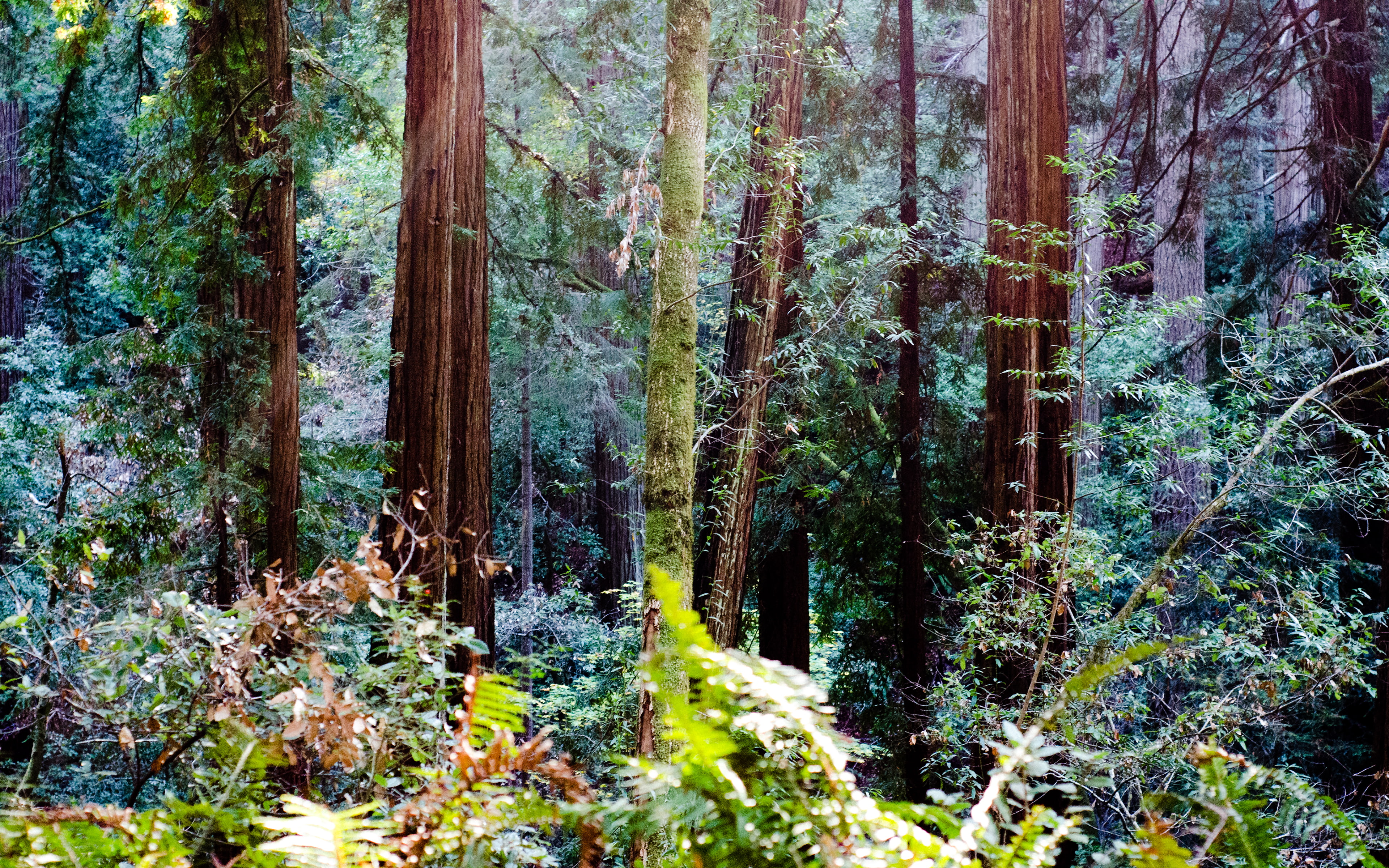plant, no people, 4K, green color, growth, california, tranquil scene, trunk, tree, tree trunk, outdoors, endor, green, woodland, non-urban scene, nature, HD Wallpaper