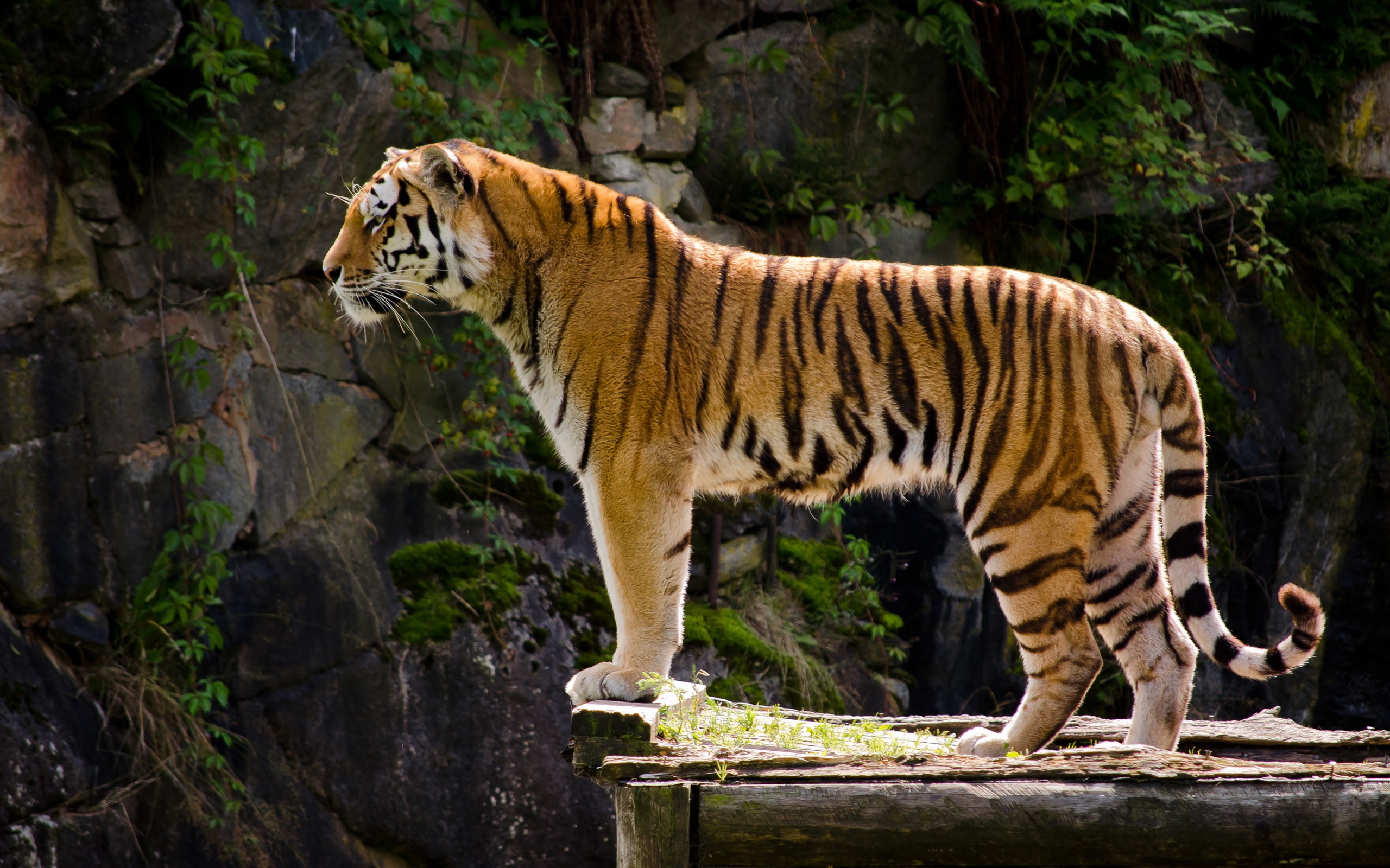 Tiger, Carnivore, Side, 2K, View, HD Wallpaper