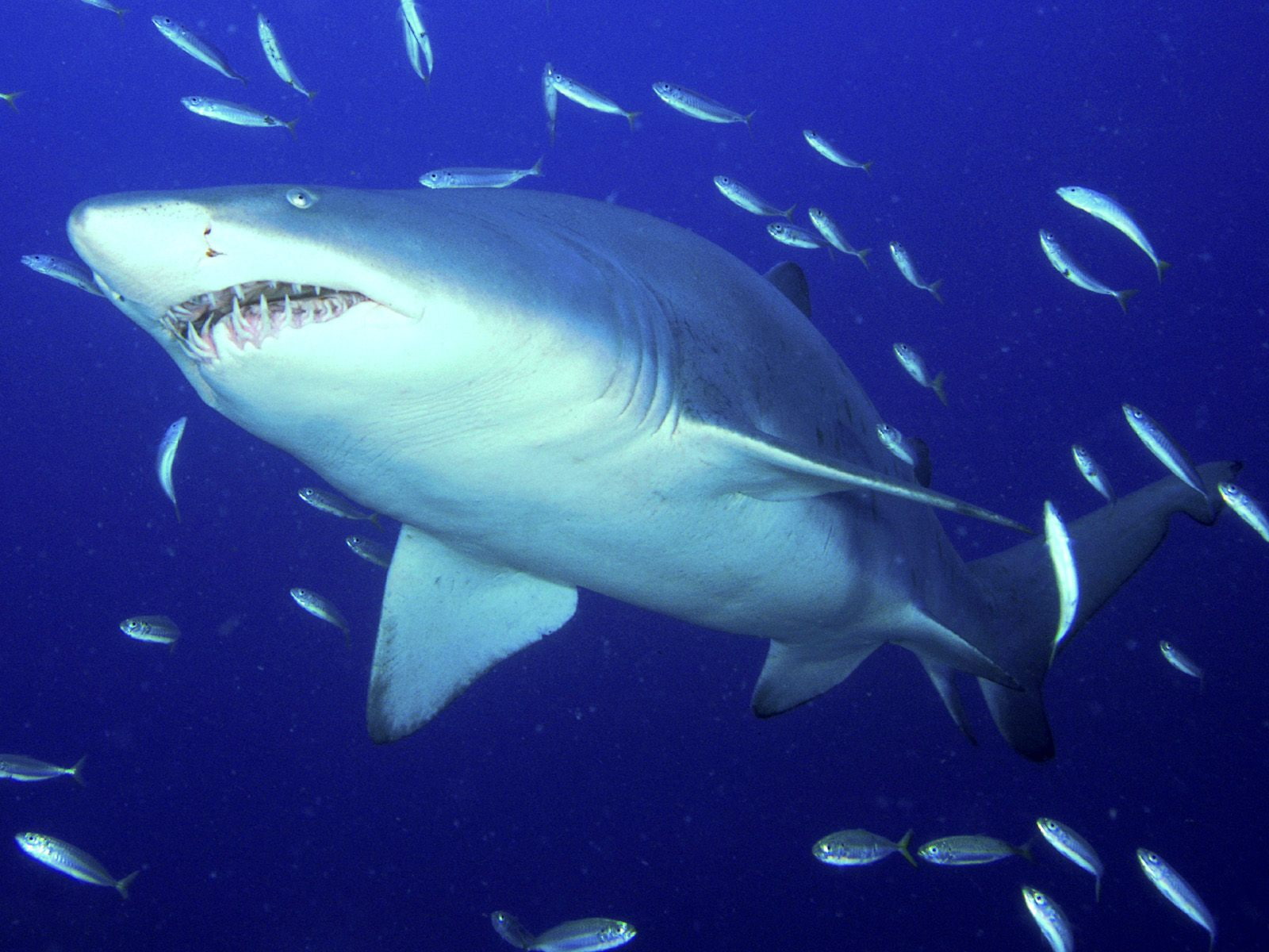 predator, shark, 720P, s, sand, tiger, HD Wallpaper