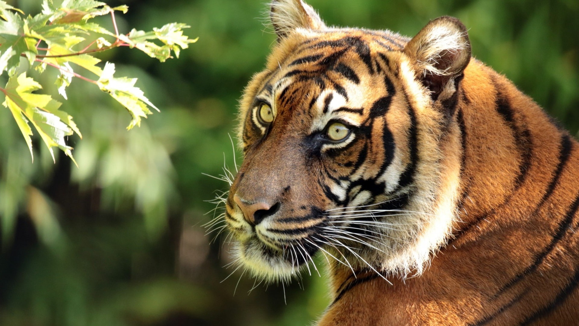 1080P, Portrait, Tiger, Predator, Sumatran, HD Wallpaper