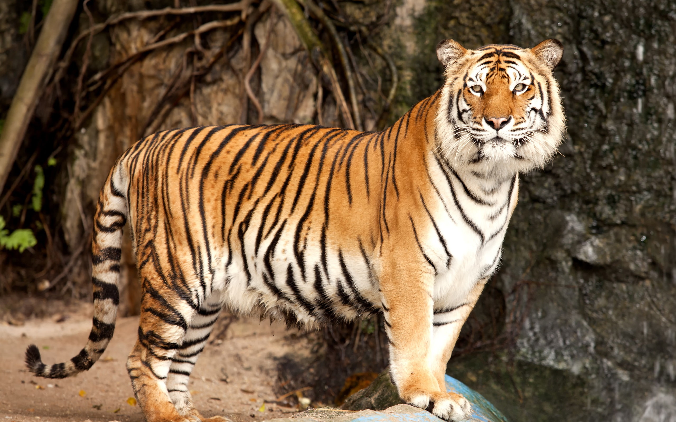 2K, Siberian, Predator, Tiger, HD Wallpaper