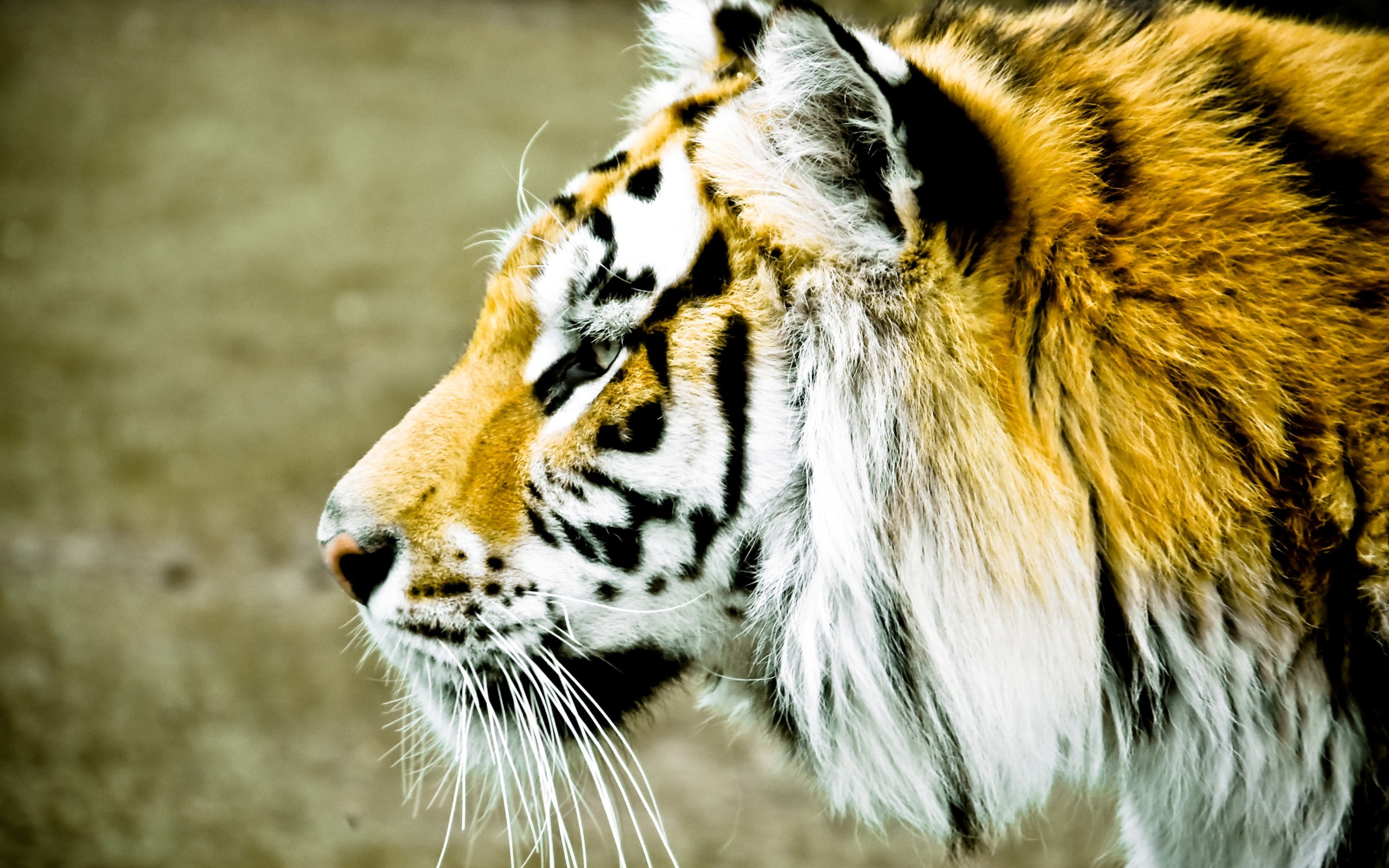 Face, 2K, Tiger, Blur, View, Side, Background, HD Wallpaper