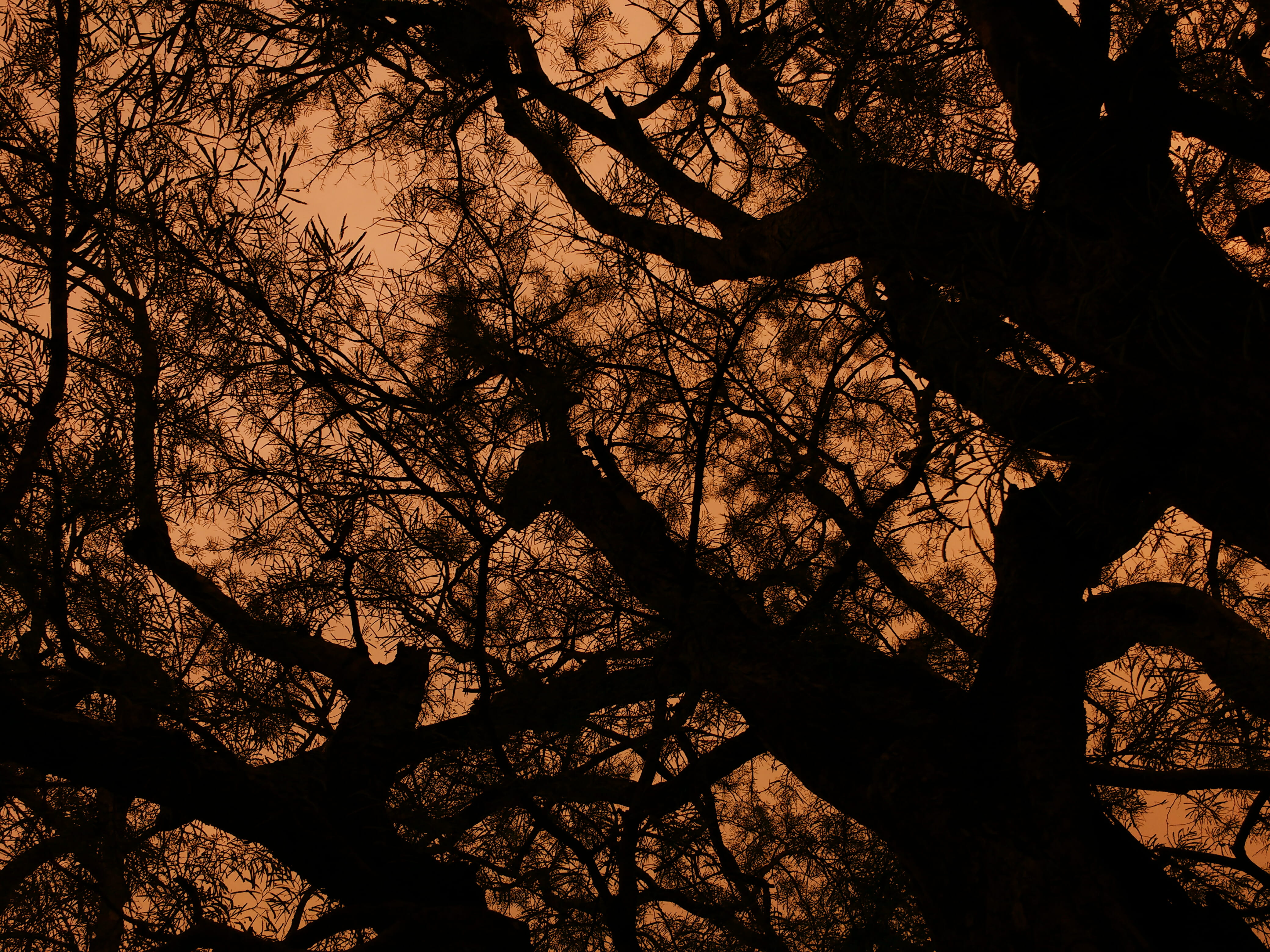 bare tree, india, full frame, light, tranquility, tree, silhouette, tree trunk, branch, dispersion, no people, day, trunk, outdoors, low angle view, nature, HD Wallpaper