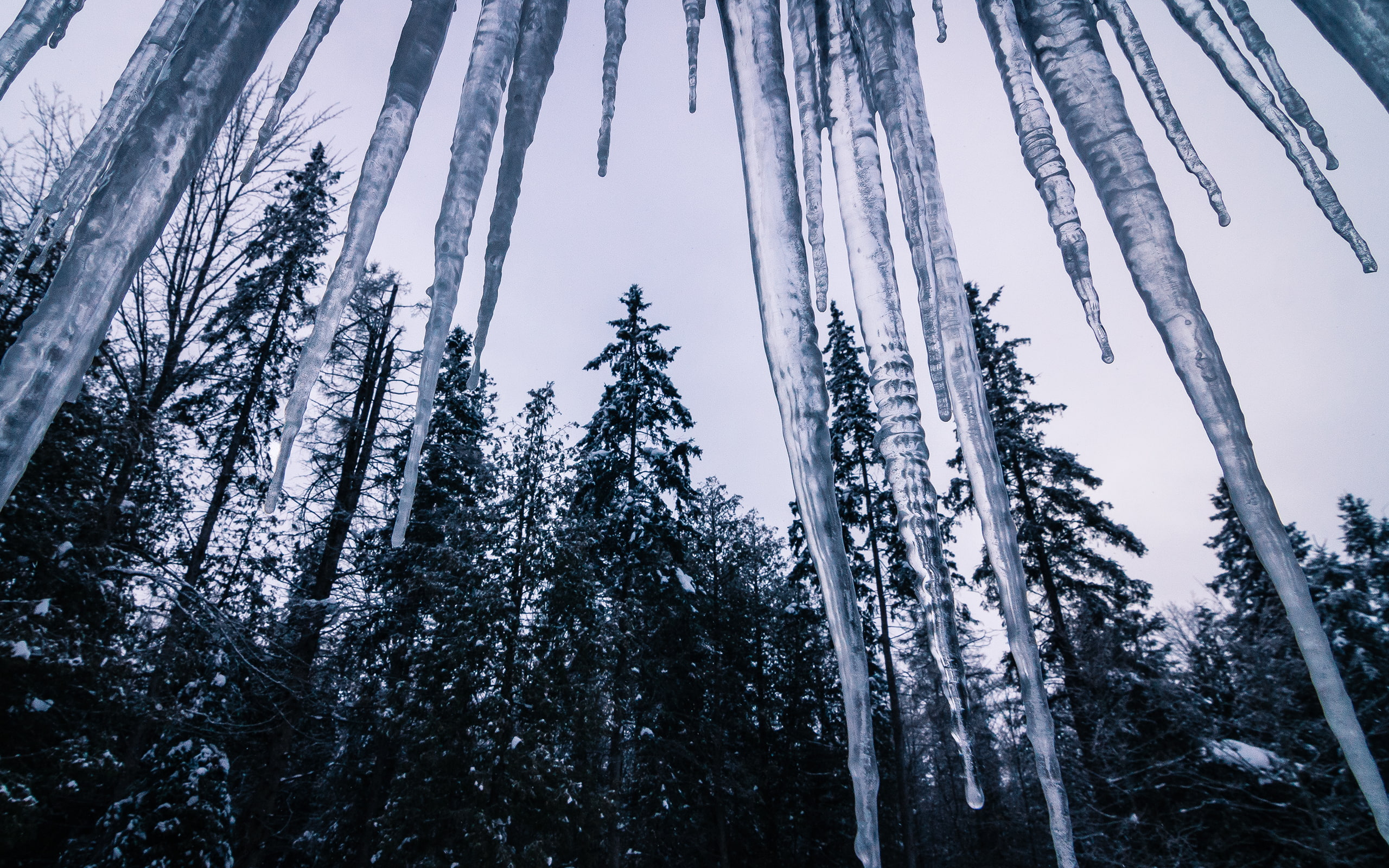 2K, trees, winter, nature, icicle, forest, hd, HD Wallpaper