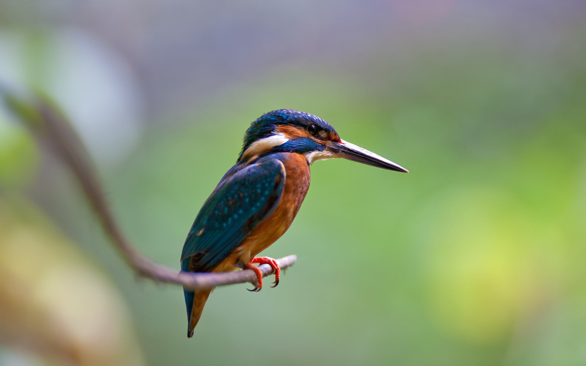 branch, nature, kingfisher, birds, animals, 1080P, HD Wallpaper