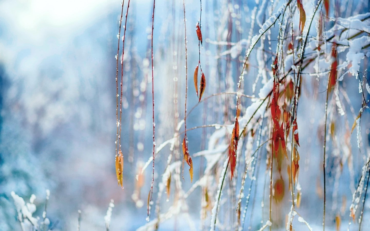 leaves, day, no people, focus on foreground, selective focus, beauty in nature, outdoors, plant, tranquility, icicle, ice, bokeh, land, snow, tree, winter, HD Wallpaper