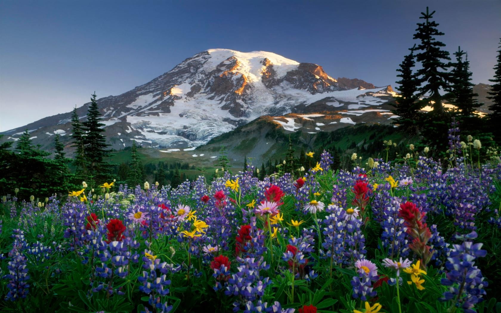 snowcapped mountain, outdoors, illustration, grass, lupine, green Color, mountain, meadow, 720P, tranquility, assorted, valley, flowers, wildflower, panoramic, HD Wallpaper