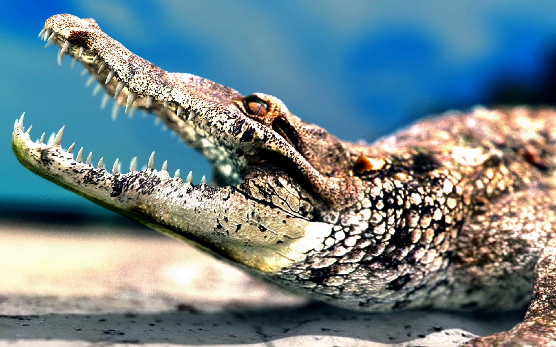 Crocodile, Mouth, Sharp, Big, Teeth, 1080P, HD Wallpaper