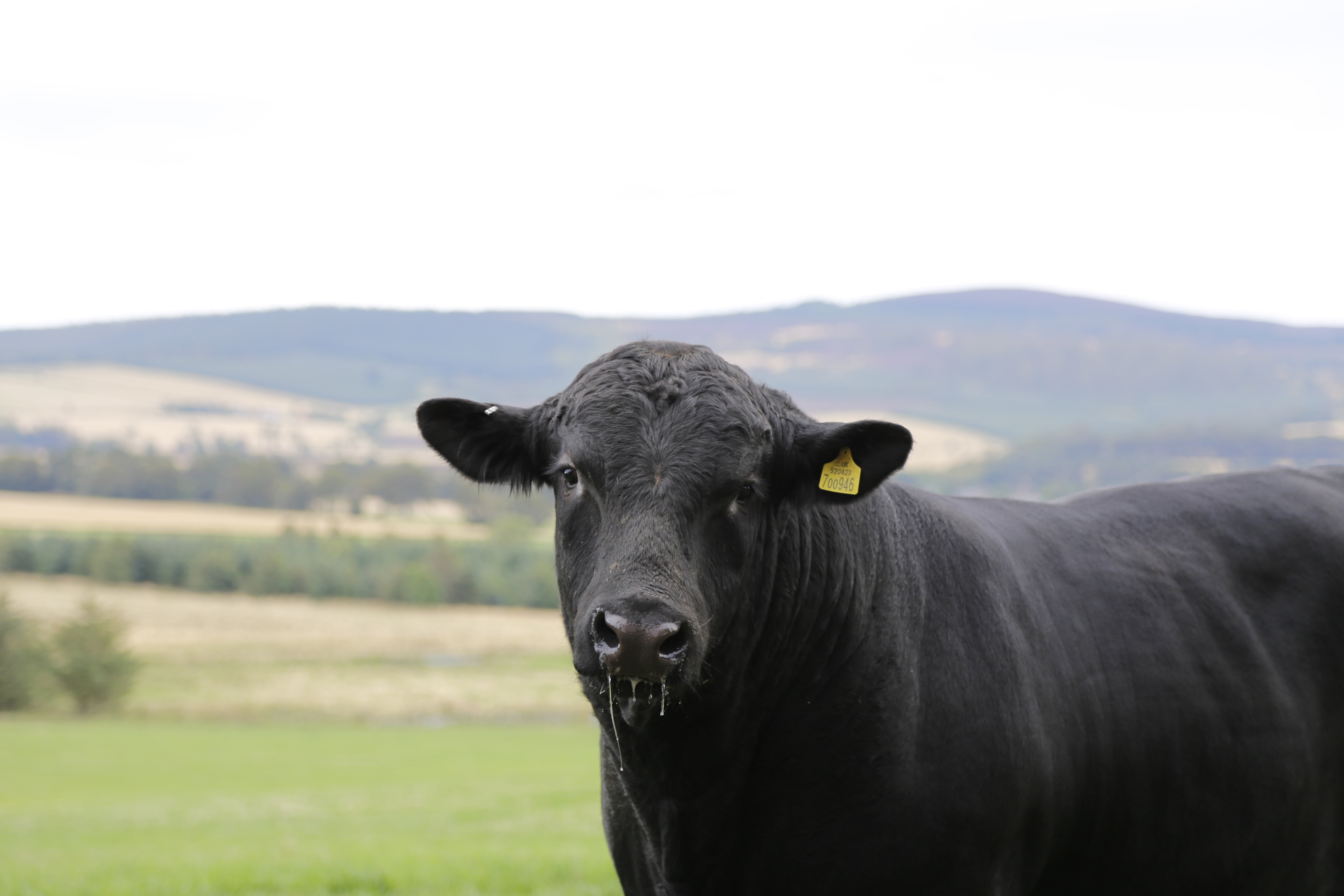 herbivorous, angus, pasture, no people, looking at camera, outdoors, one animal, portrait, mountains, mammal, grass, nature, bull, ear tag, domestic, domestic animals, HD Wallpaper