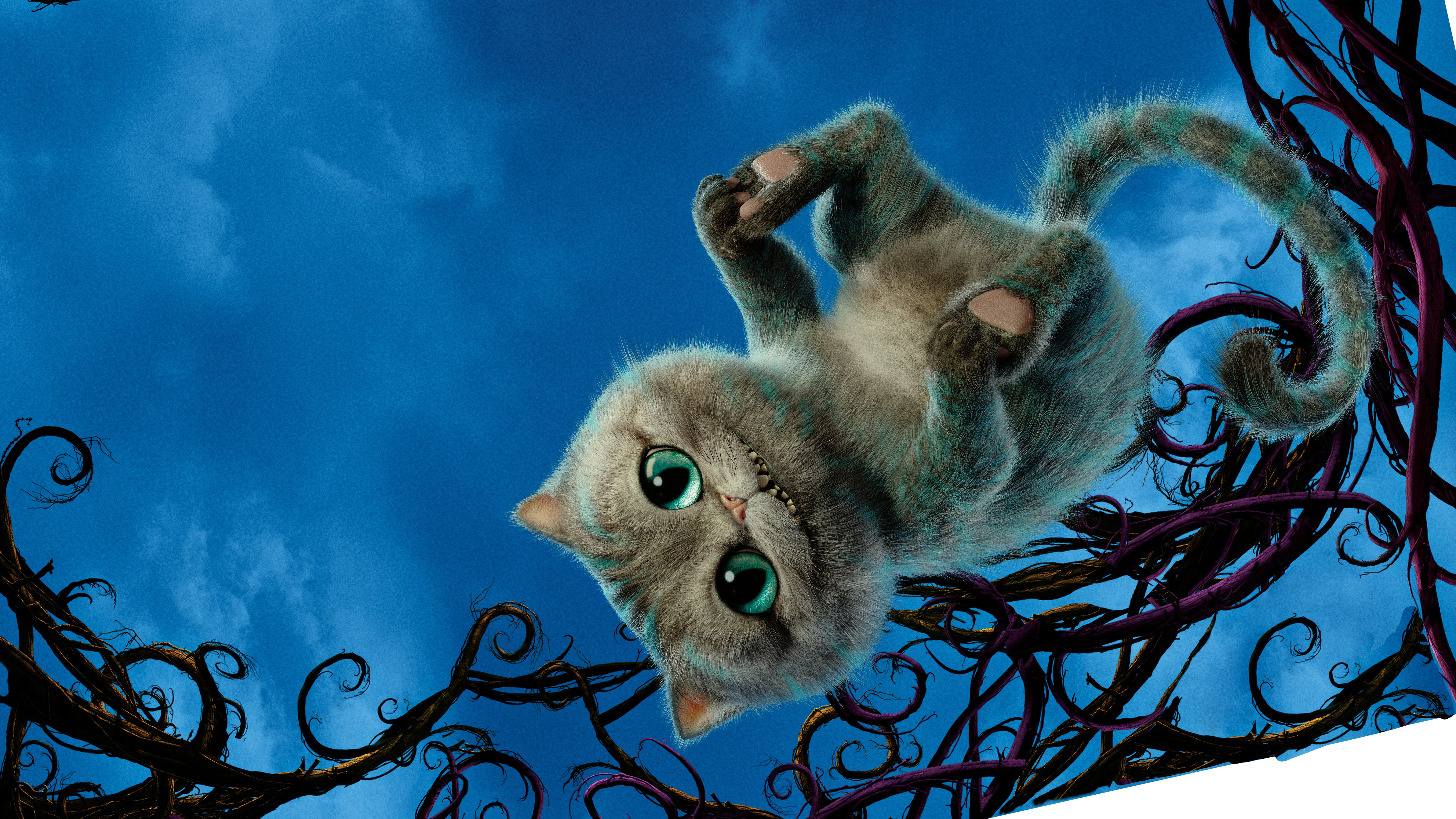 through, pets, domestic cat, one animal, mammal, animal, looking, 8K, Glass, vertebrate, no people, domestic, whisker, nature, animal body part, domestic animals, HD Wallpaper