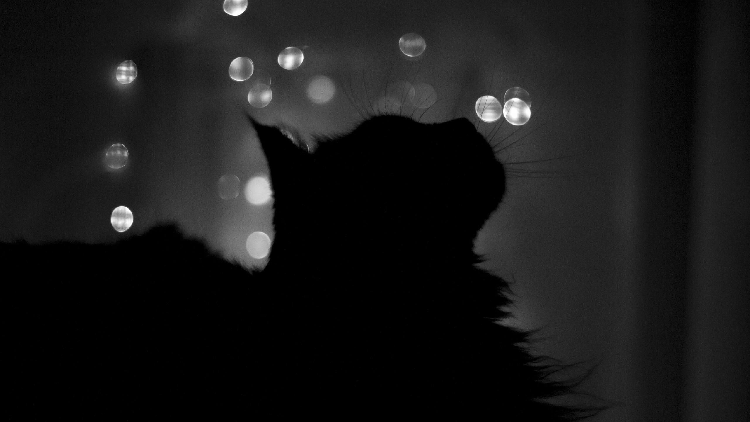 animals, black, 2K, kitty, black and white, silhouette, black cat, photography, cat, grey, HD Wallpaper