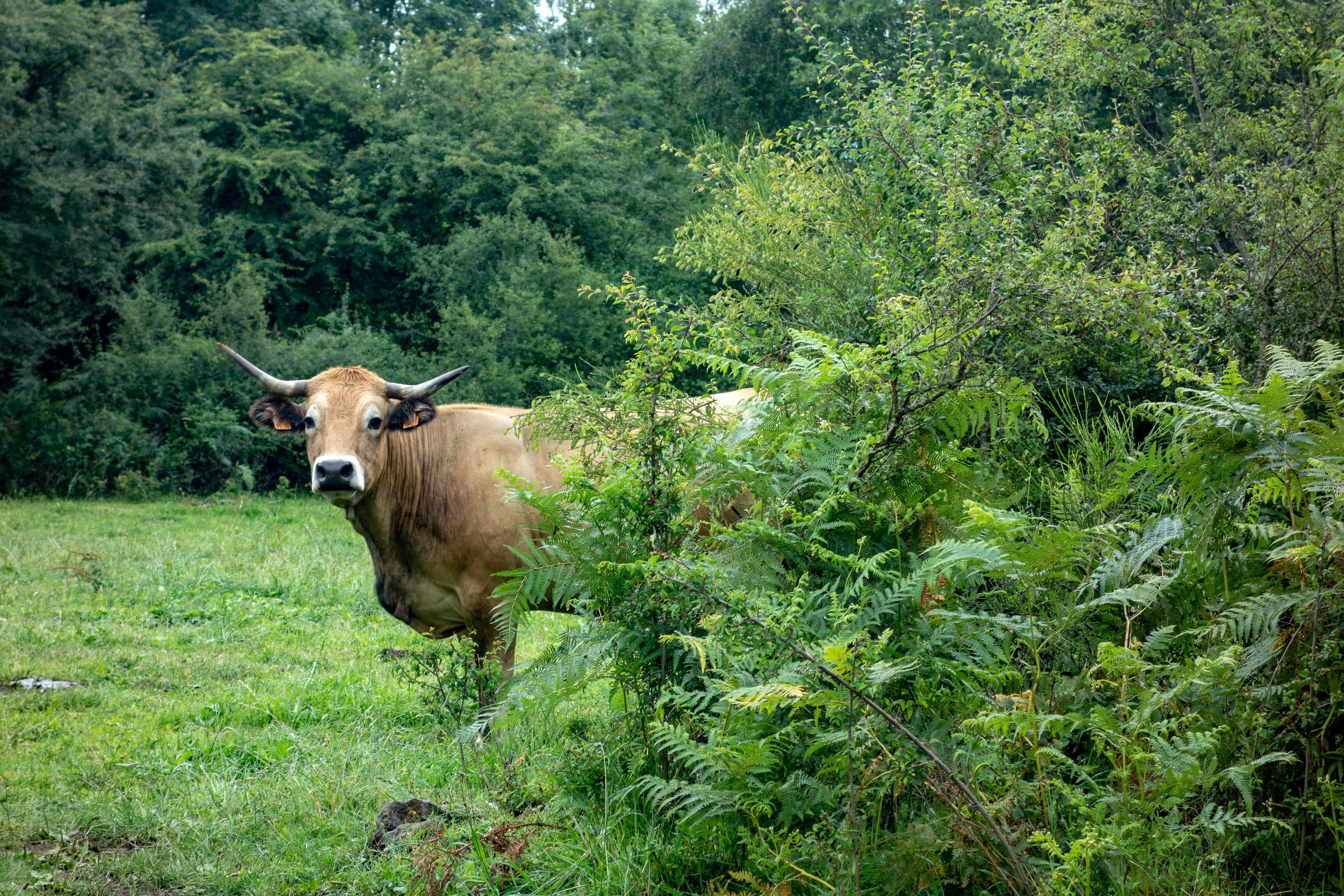 herbivorous, 5K, green color, color, day, field, animal, domestic animals, no people, nature, flower, vertebrate, growth, outdoors, tree, land, plant, HD Wallpaper