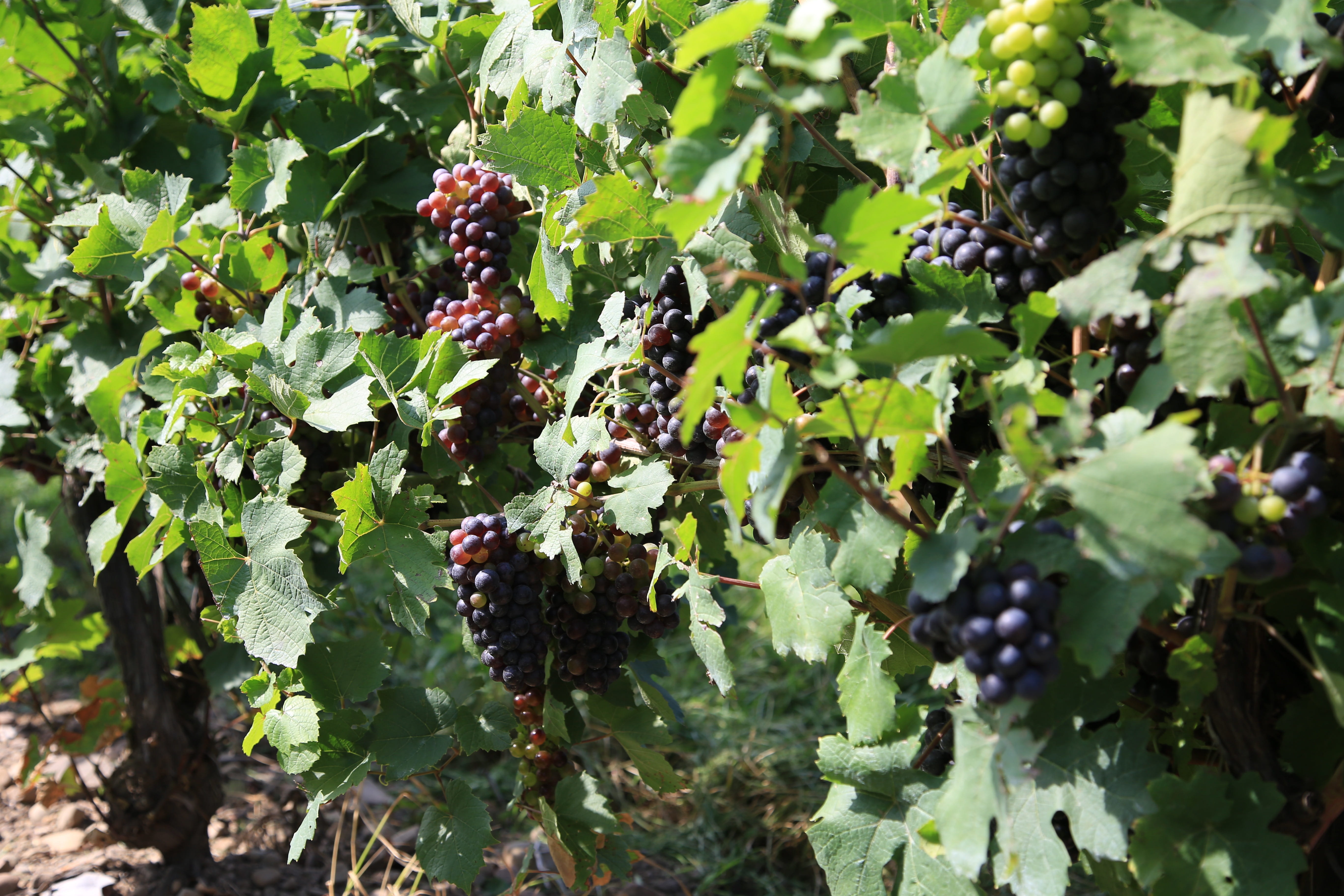 healthy eating, plant part, leaf, grapes, vineyard, agriculture, outdoors, nature, fruit, plant, winemaking, freshness, close-up, no people, winery, ripe, HD Wallpaper