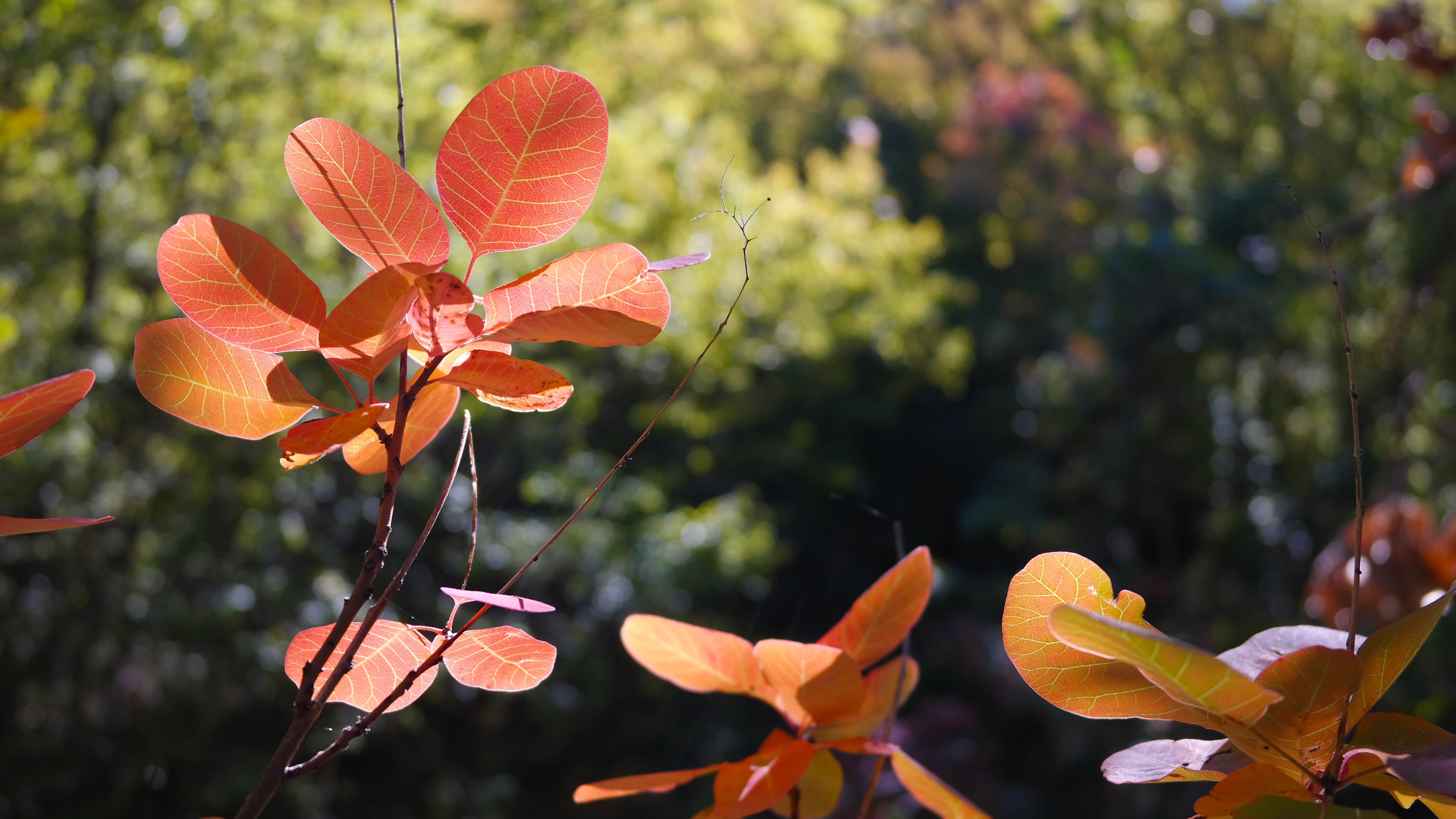 nature, growth, petal, leaves, color, flower, tree, leaf, flower head, day, fragility, freshness, 5K, red, plant, ornamental garden, flowering plant, in the fall of, HD Wallpaper