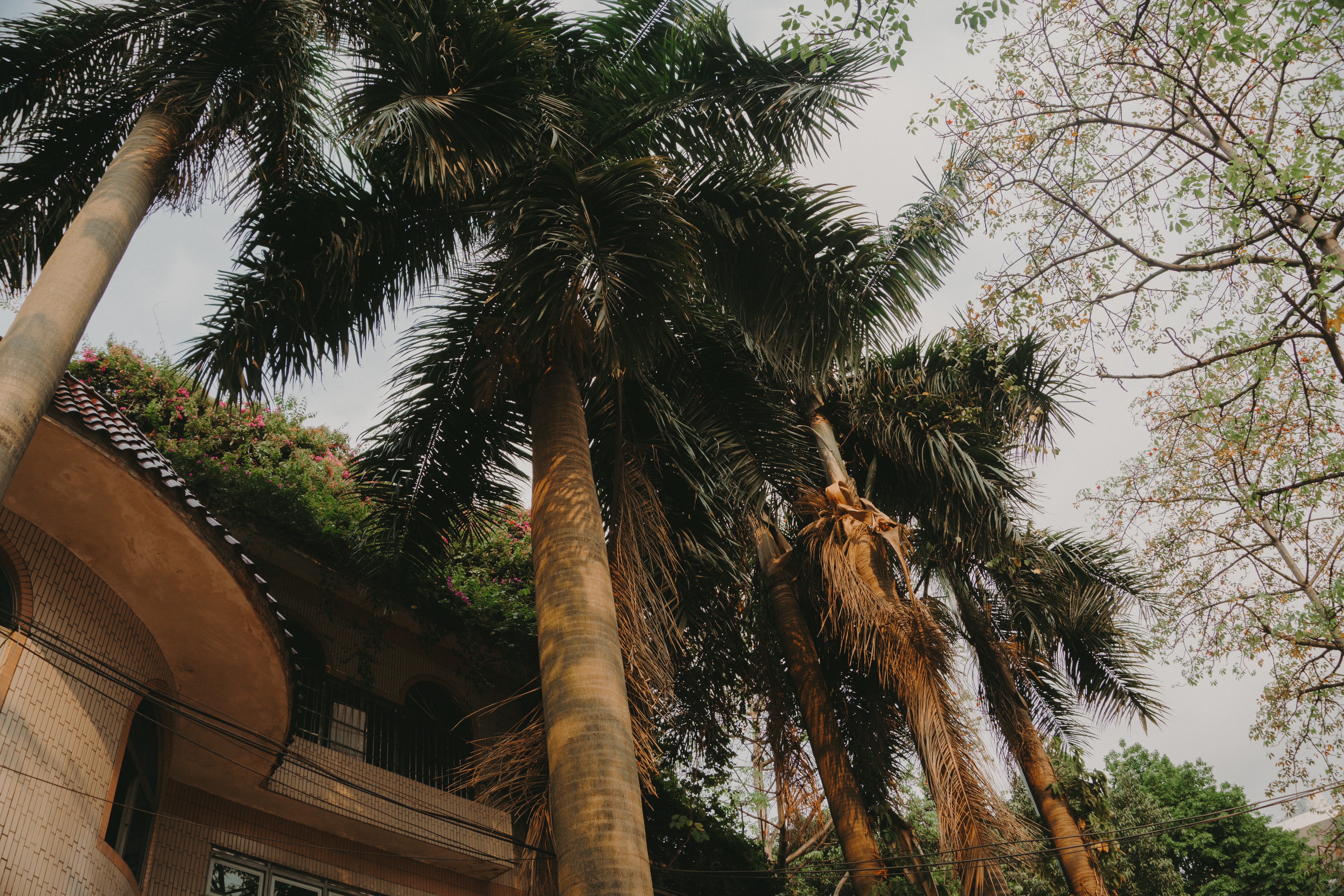 darkness, building, beach, no people, glass items, wood, daylight, growth, tourism, treelined, china, tree, palm, low angle view, skies, mother nature, HD Wallpaper