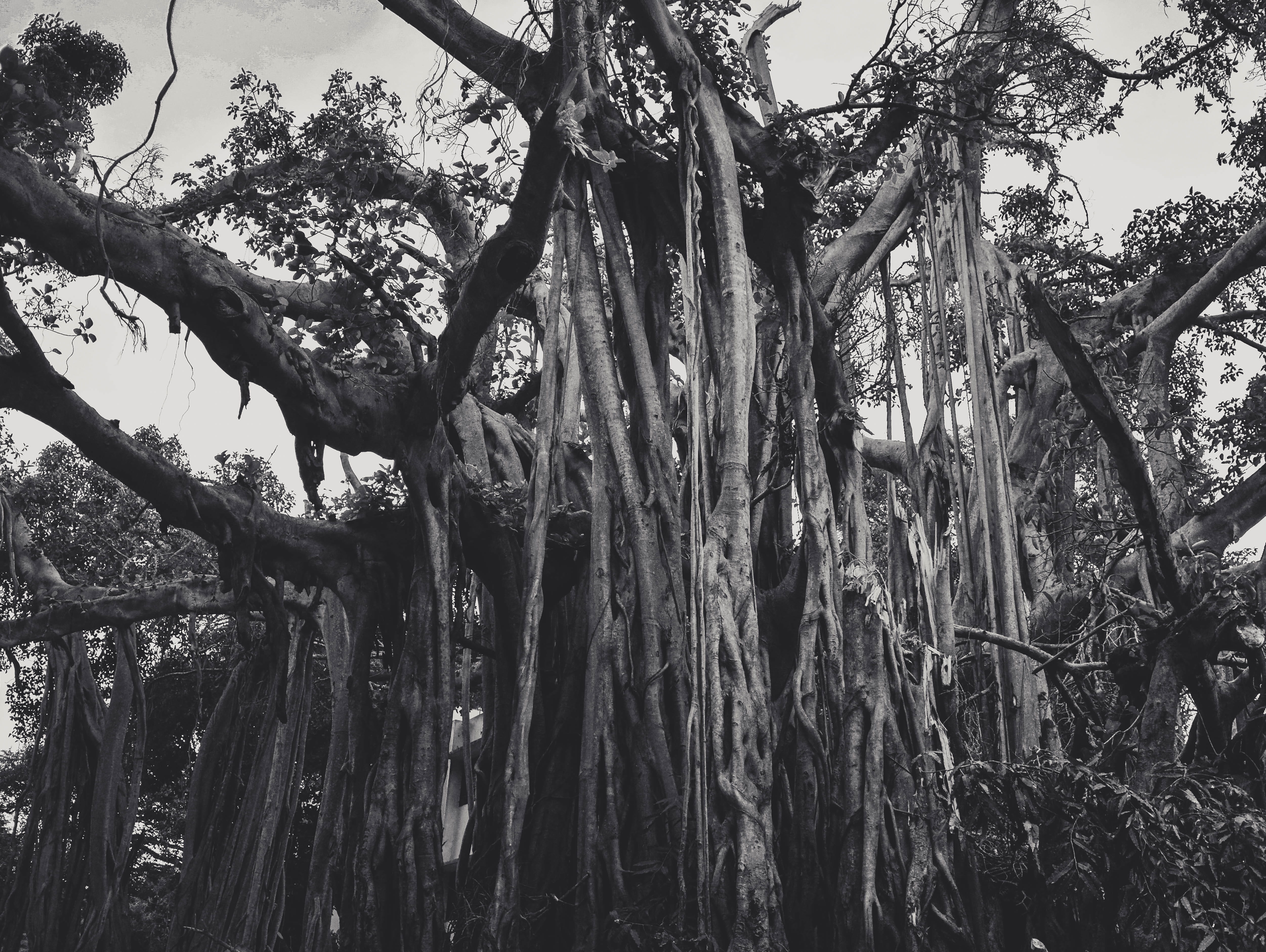 root, plant, tree, day, land, nature, tree trunk, tranquility, trunk, branch, outdoors, forest, no people, chennai, bark, india, environment, 4K, trees, HD Wallpaper