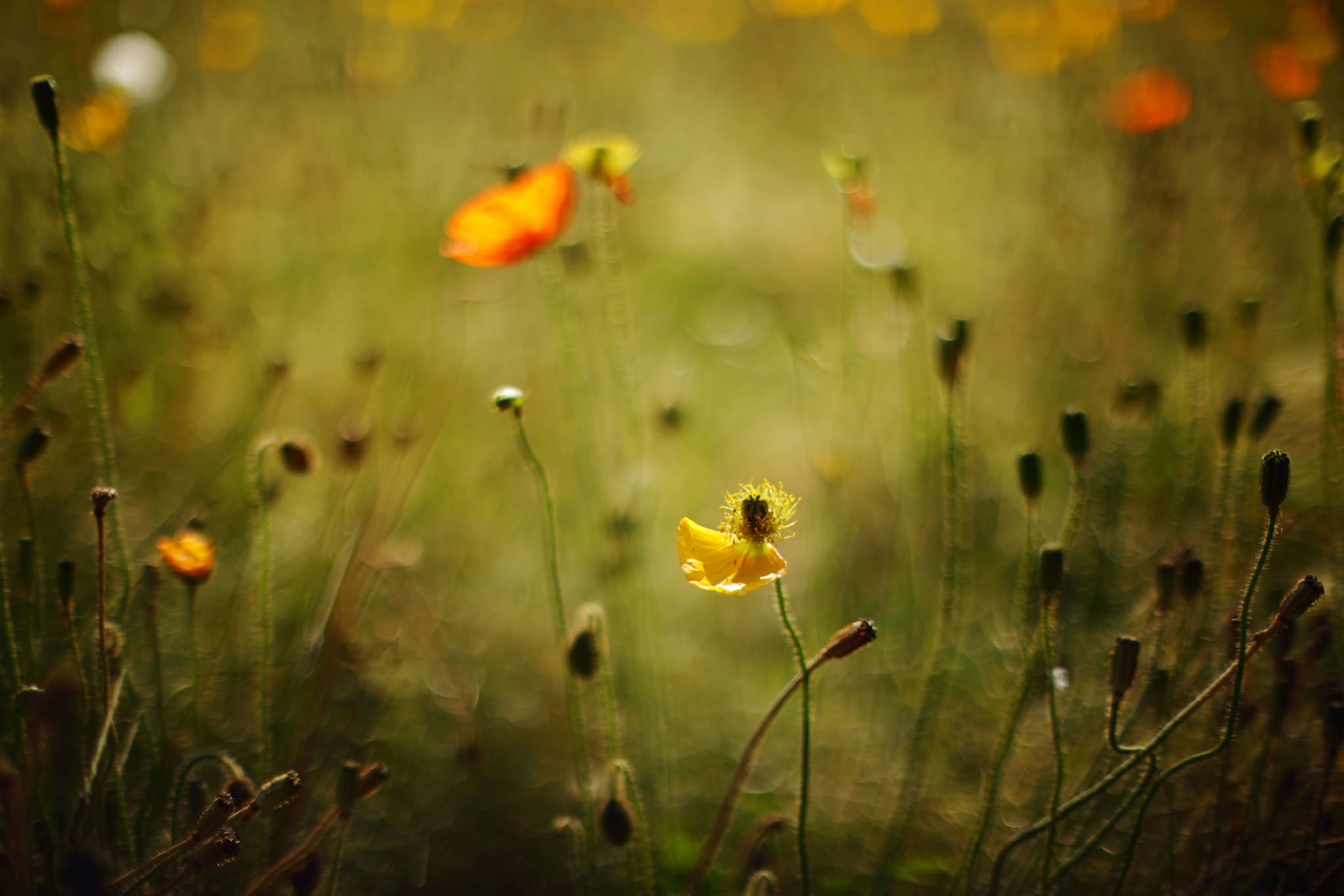 flower, meadow, plants, yellow, sunlight, grass, plant, Evening, outdoors, ポピ, close-up, bokeh, lens, Cycle, springtime, 1080P, light, nature, Poppy, summer, HD Wallpaper