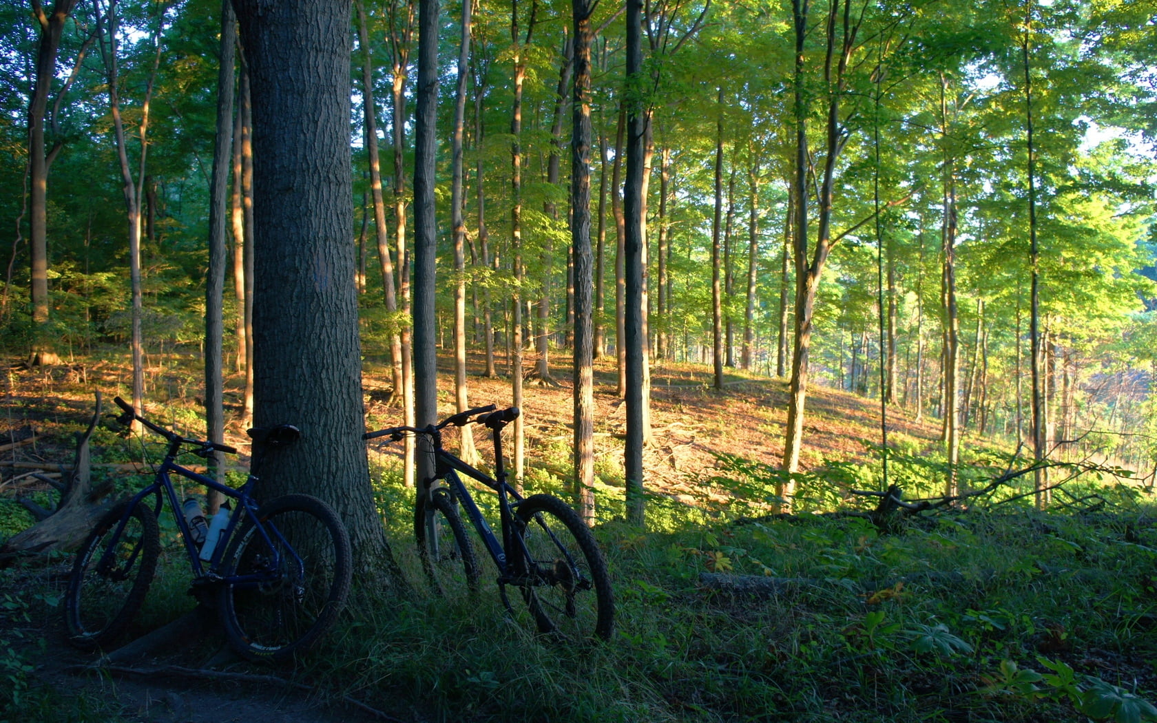bicycle, tranquil Scene, light - Natural Phenomenon, tranquility, landscape, non-Urban Scene, scenics, beauty In Nature, cycling, trunk, footpath, two, HD Wallpaper