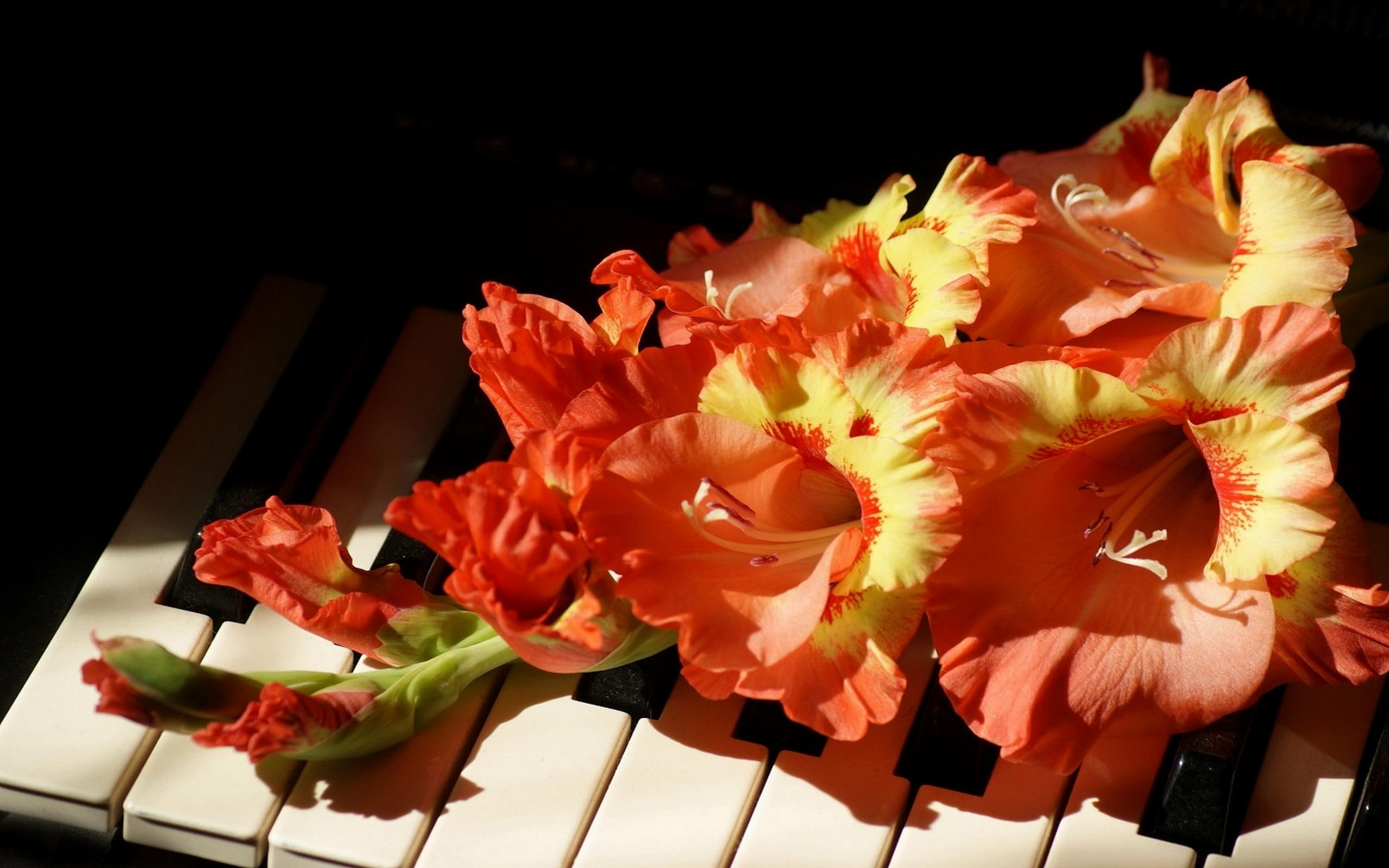 piano, nature and landscapes, yellow, keys, 2K, photo, gladiolus, gladiolus flower, blossoms, orange, HD Wallpaper