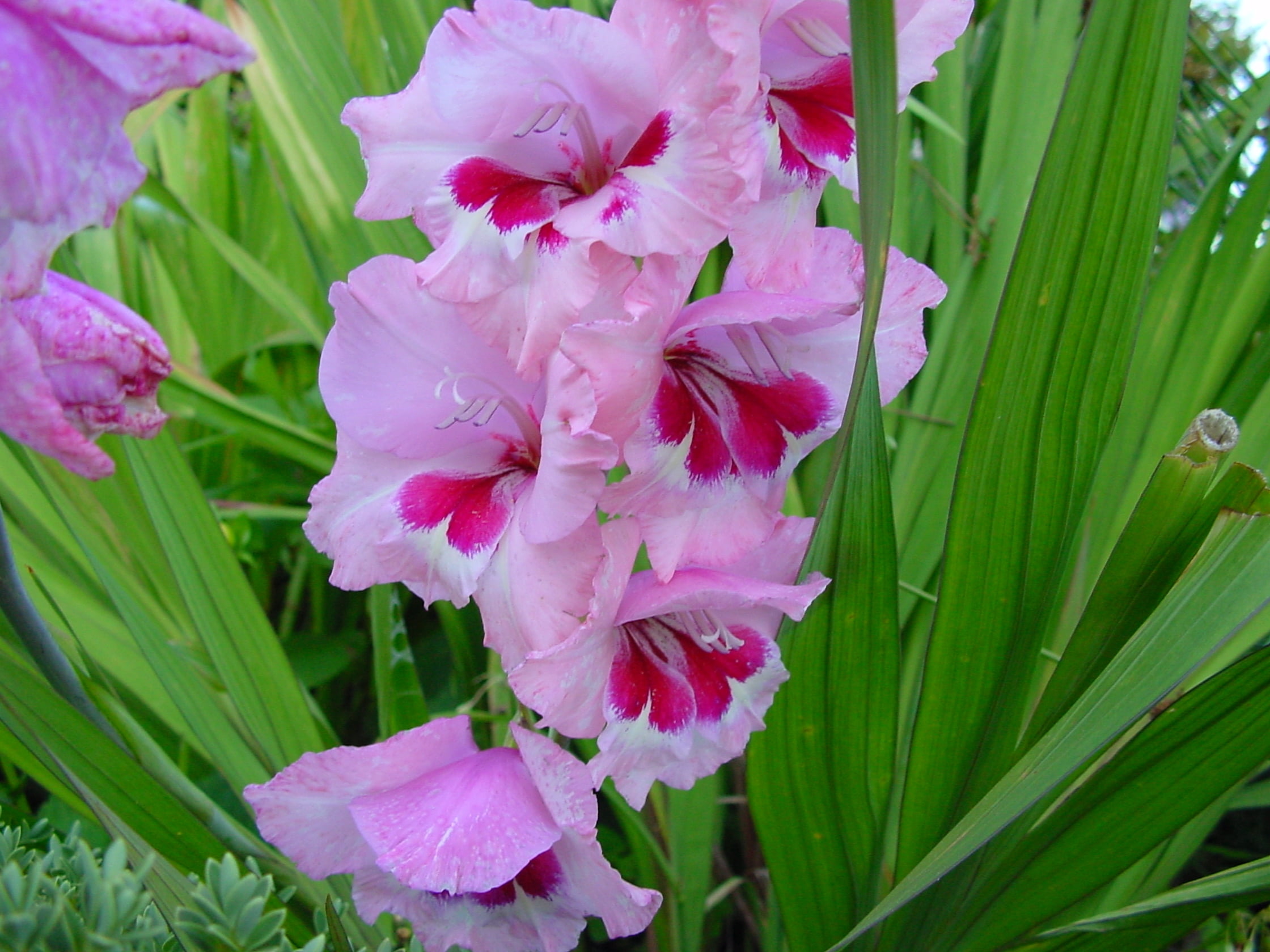 bouquet, vulnerability, beauty In Nature, flower, growth, petal, leaves, decoration, gladiolus, green Color, flowers, close-up, freshness, botany, outdoors, HD Wallpaper