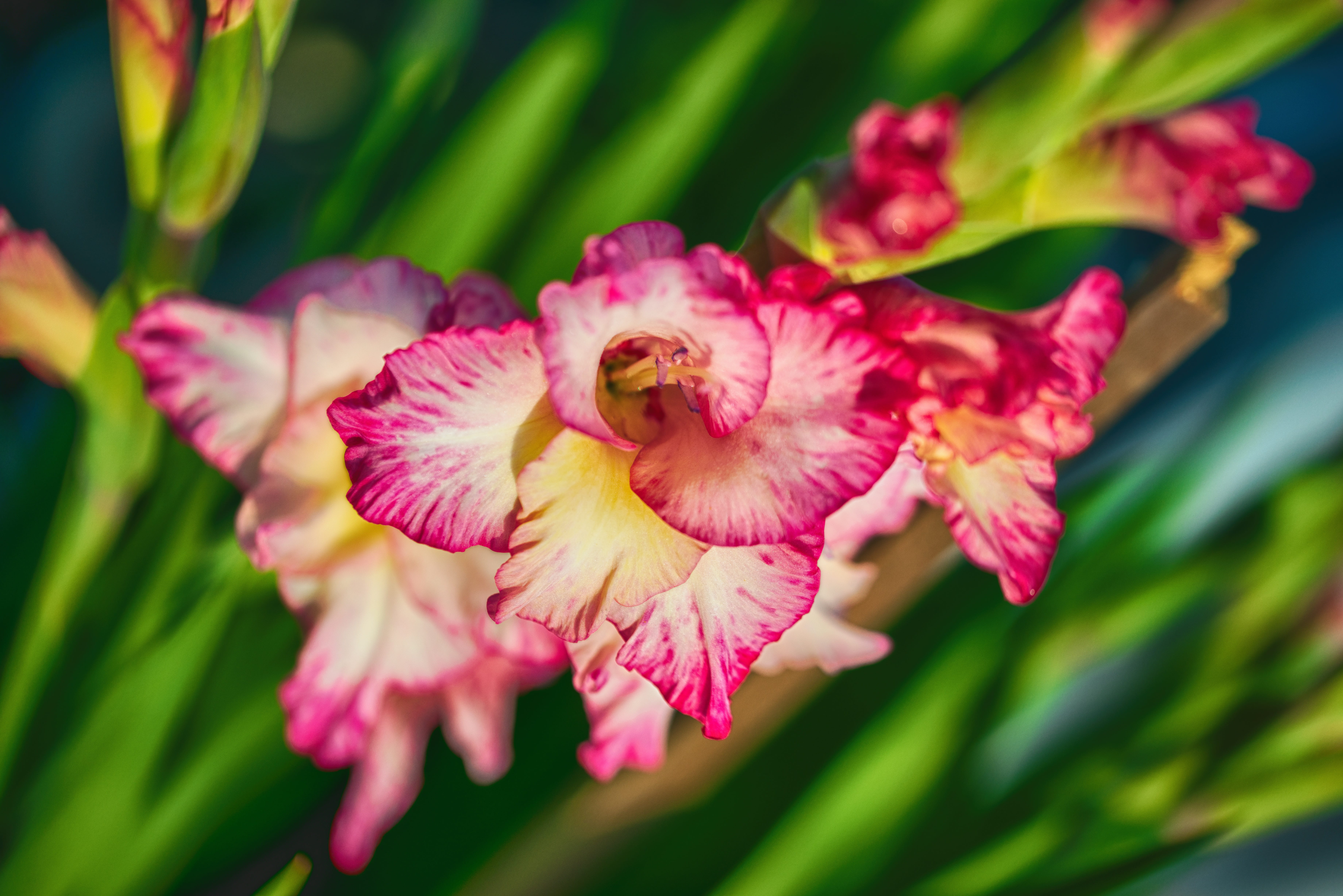 pollen, outdoors, plant, ornamental garden, close-up, gartenblümen, nature, 5K, fragility, plant part, red white, petal, inflorescence, gladiolus, growth, HD Wallpaper