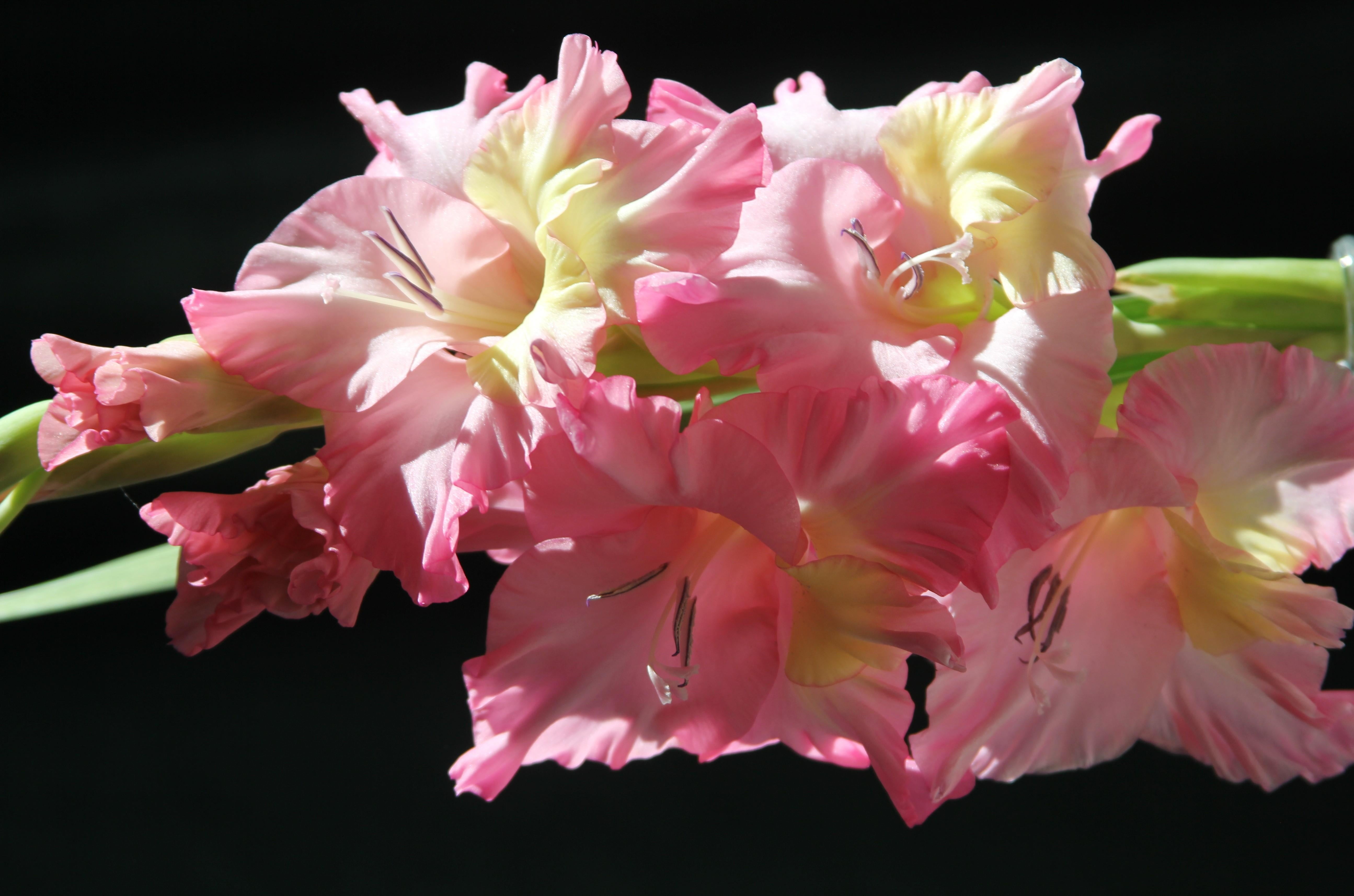 pollen, red, single Flower, gladiolus, leaf, springtime, flowers, flower arrangement, nature, petal, tender, backgrounds, bouquet, flower, pink Color, studio shot, HD Wallpaper