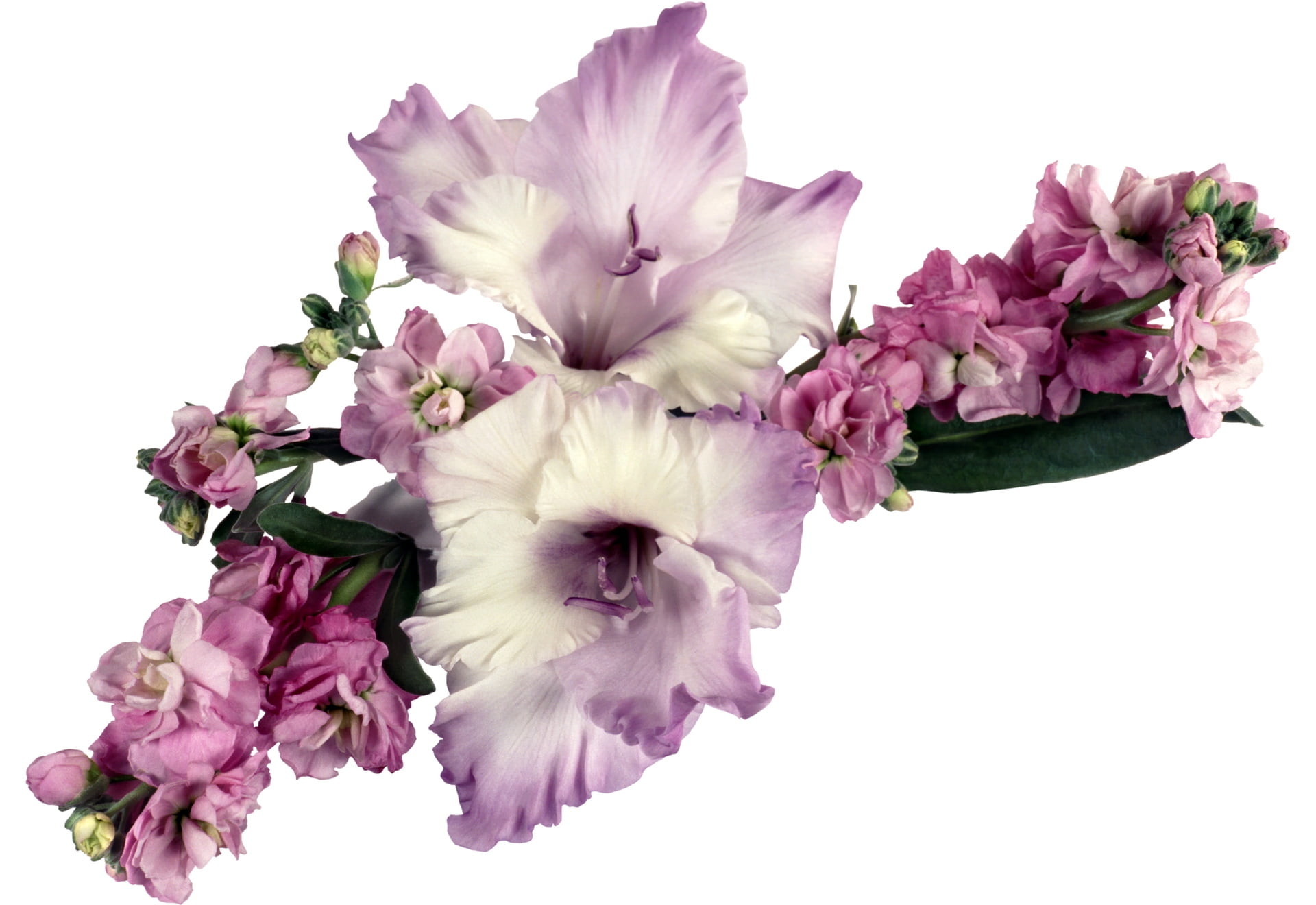song, blossom, flowers, summer, purple, white Background, decoration, gift, petal, isolated, cut out, bouquet, leaf, indoors, vulnerability, backgrounds, HD Wallpaper