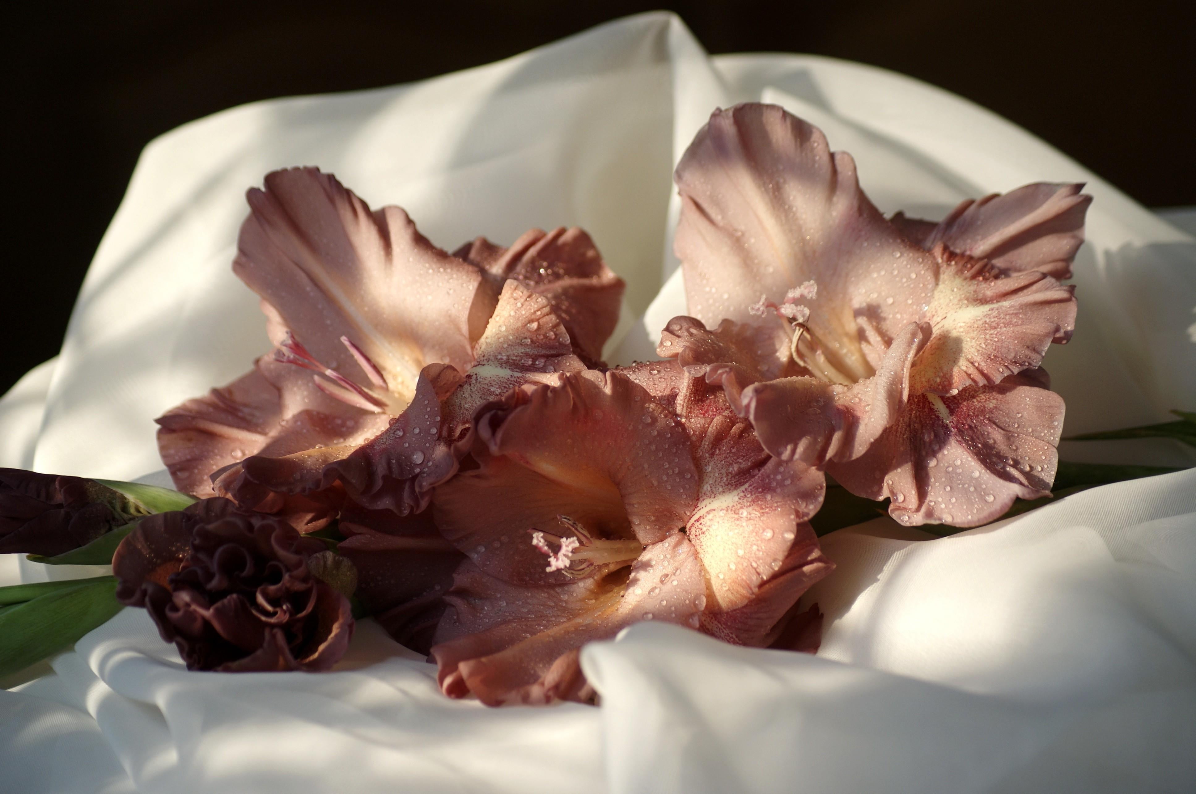 flower arrangement, no People, leaf, freshness, white, rose, flowers, vulnerability, flower, fabric, still life, plant, close-up, wedding, beauty In Nature, HD Wallpaper