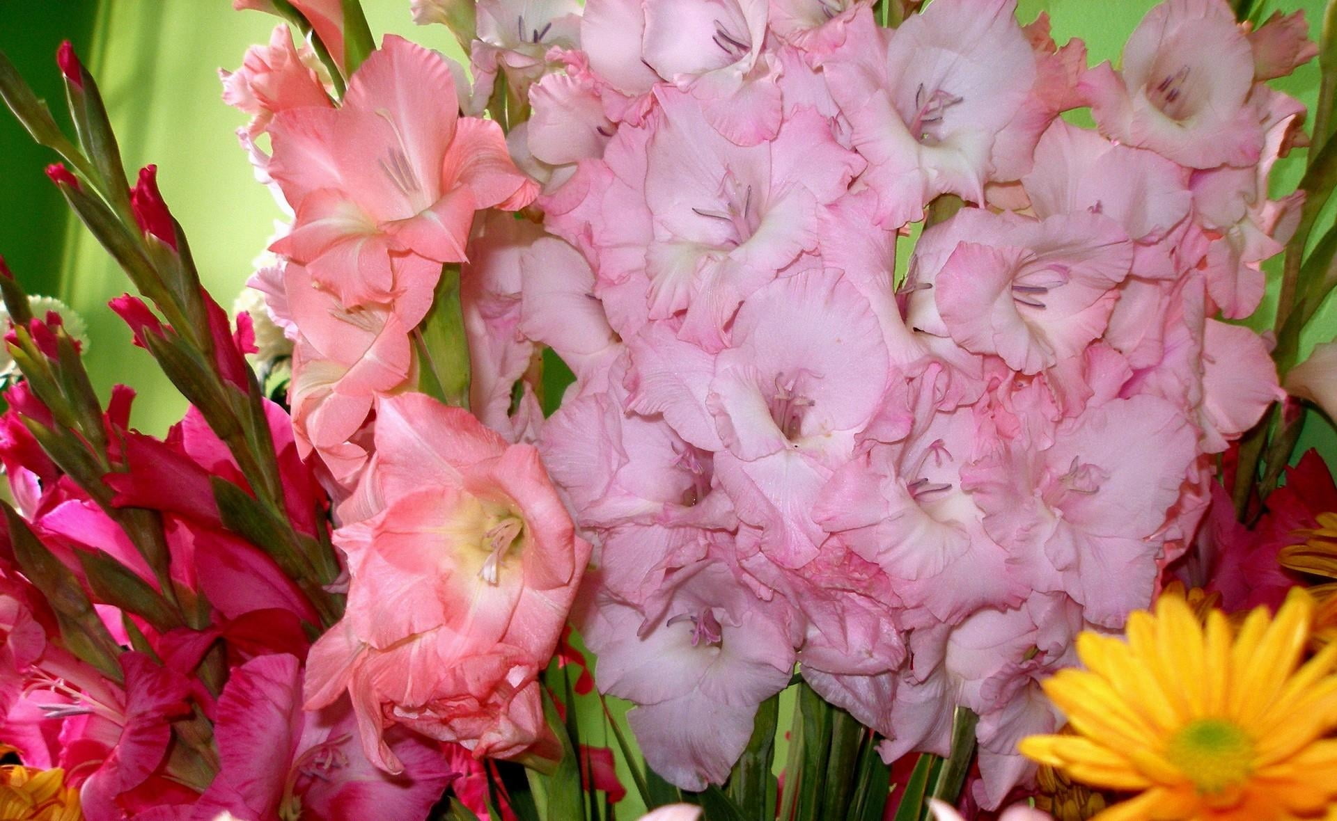 gladiolus, 1080P, plant, springtime, softness, tulip, different, freshness, blossom, multi Colored, season, flowerbed, flower Head, botany, gift, summer, HD Wallpaper