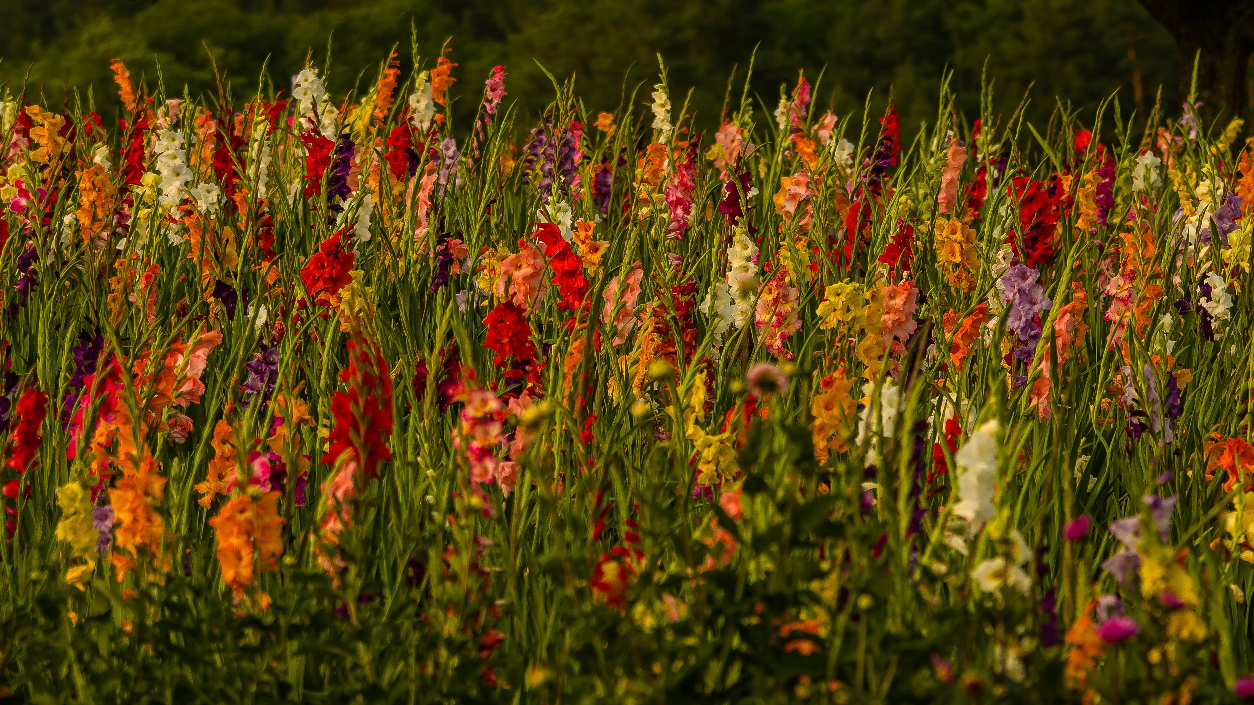 Gladiolus, Nature, 4K, Flowers, Colors, Flower, HD Wallpaper