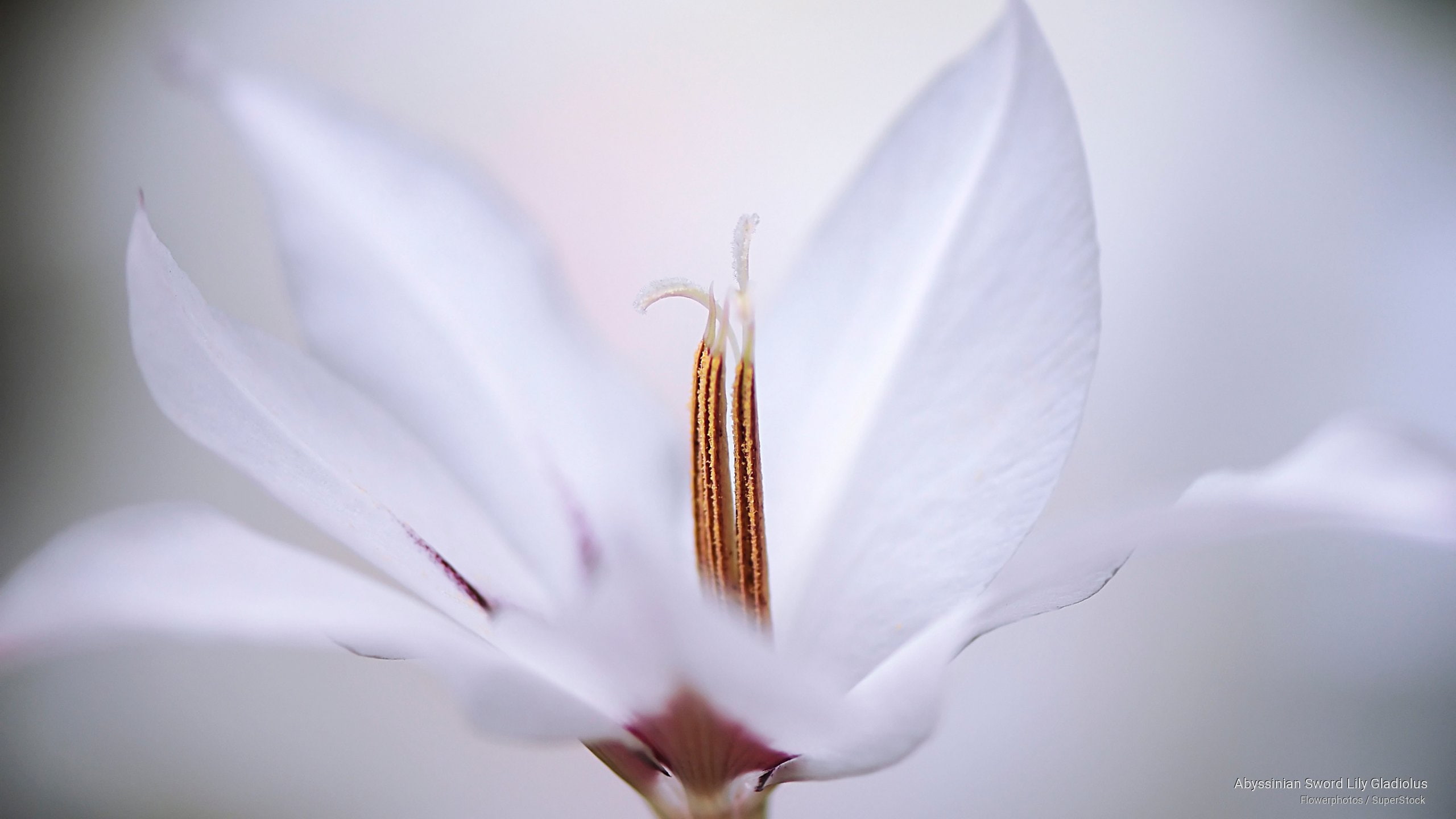 sword, Flowers/Gardens, abyssinian, gladiolus, lily, 2K, HD Wallpaper