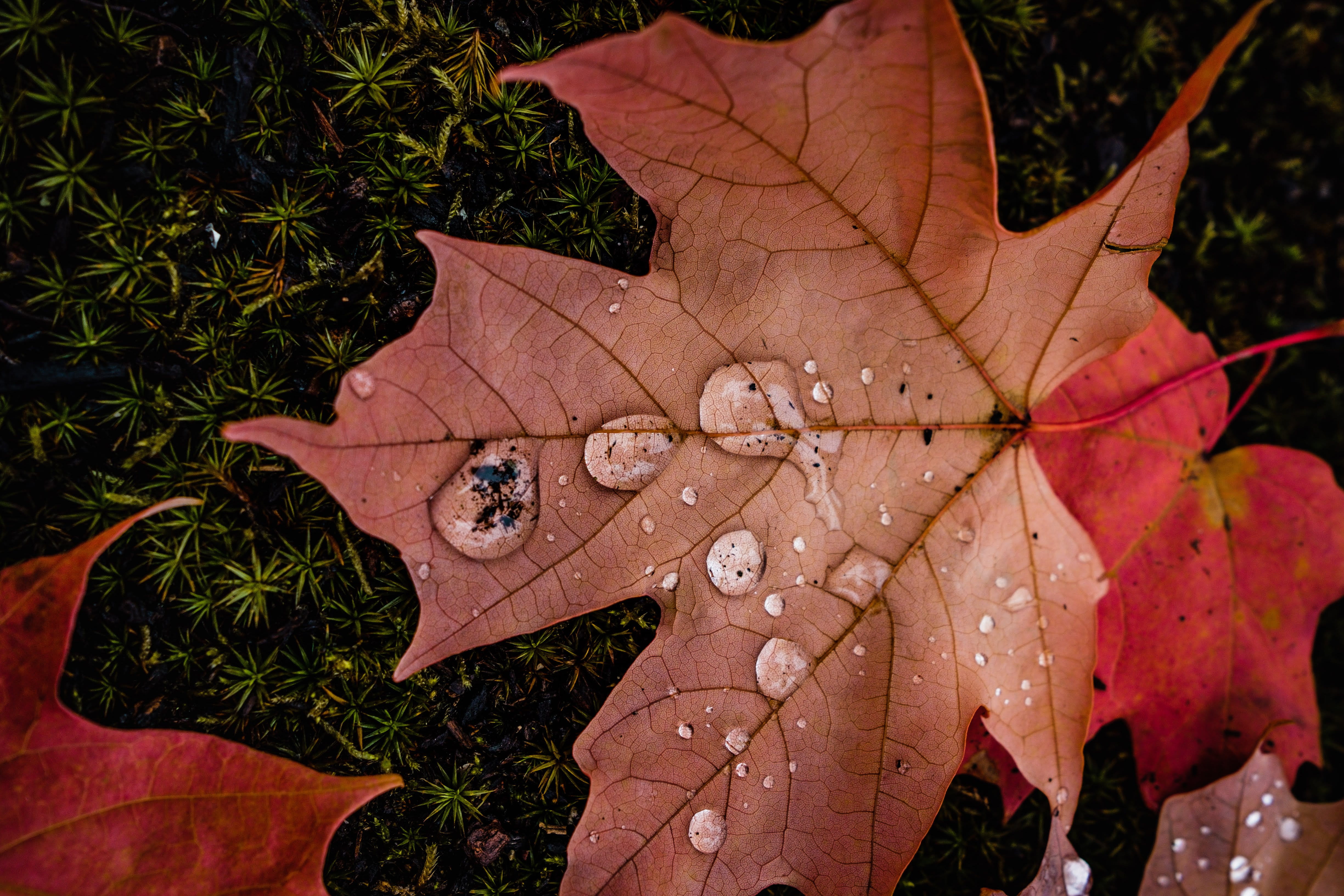 dew, flora, leaf, geranium, leaves, growth, natural condition, no people, vulnerability, natural pattern, maple leaf, pottery, home decor, 4K, wet, drop, HD Wallpaper
