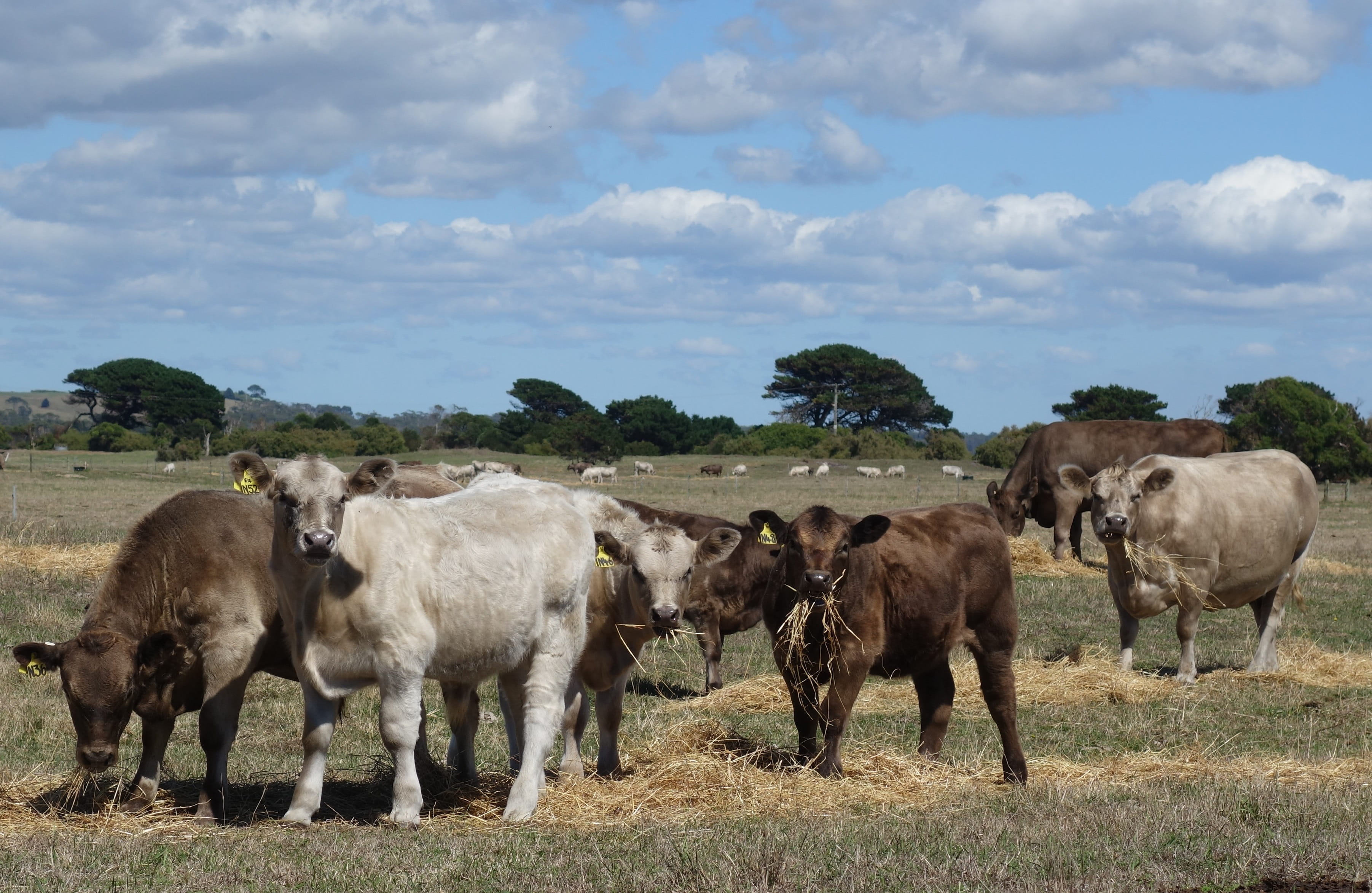 nature, murray, 2K, grey, pets, no people, field, farm, group of animals, land, cows, eating, vertebrate, environment, cloud - sky, tasmania, animal themes, HD Wallpaper