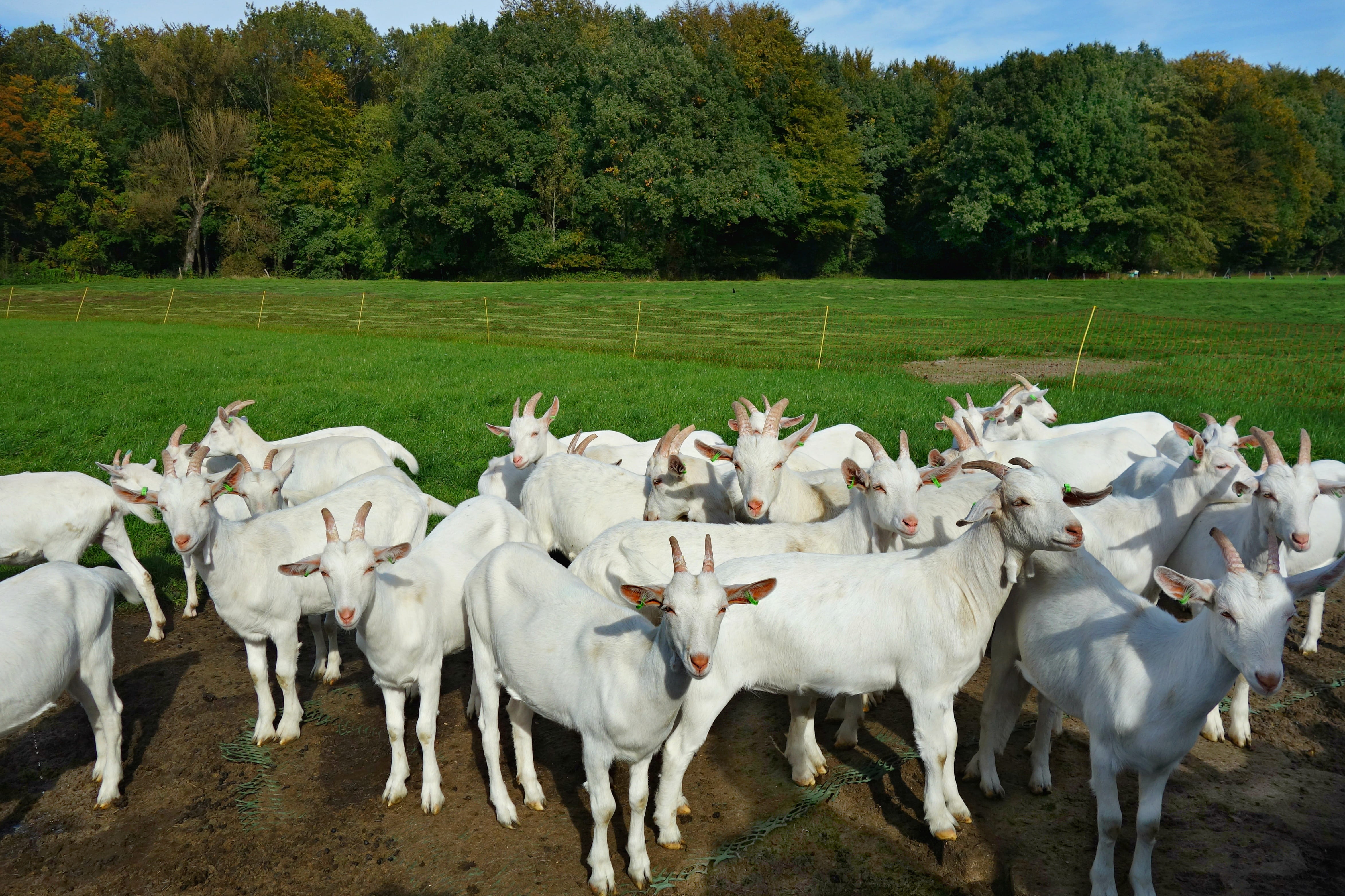 countryside, vertebrate, nature, mammal, outdoors, animal themes, herbivorous, livestock, large group of animals, tree, herd, paddock, meadow, animal, 4K, HD Wallpaper