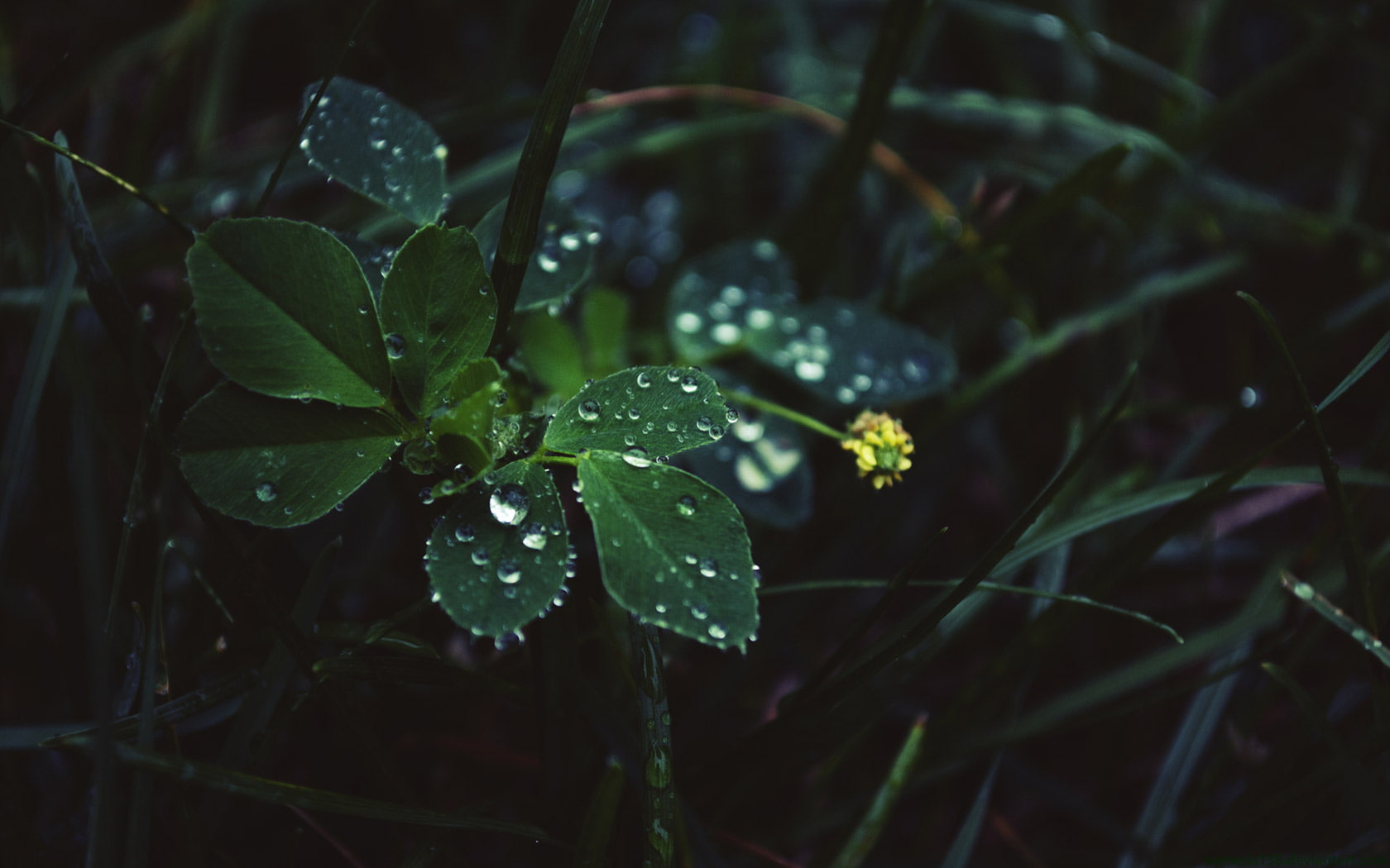 720P, leaves, leaf, nature, green, drop, beads, water, hd, HD Wallpaper