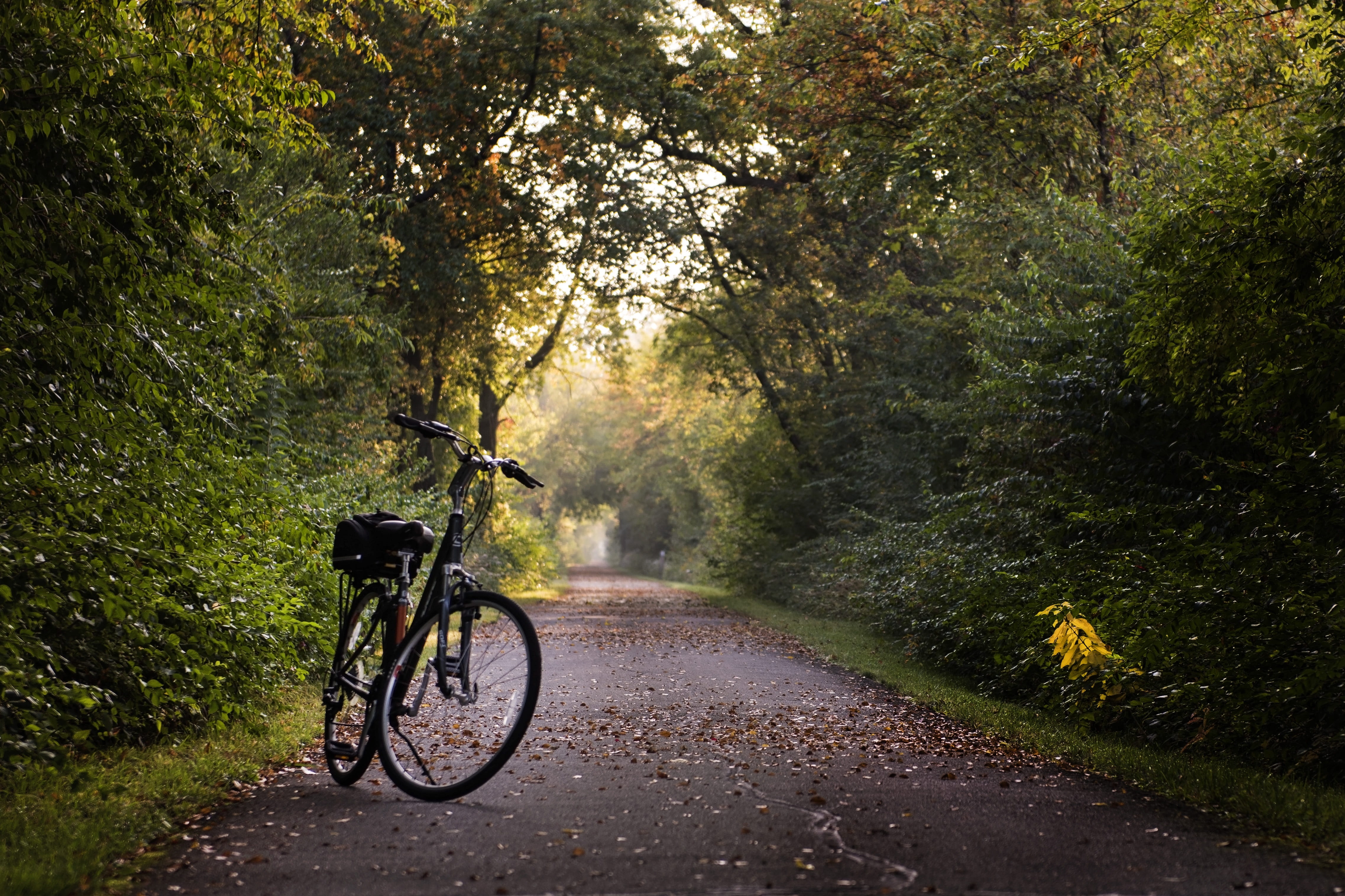 outdoors, green color, ride, tranquility, lifestyle, day, no people, bike, tree, the way forward, recreation, black, path, land, sunlight, hardtail, activity, HD Wallpaper