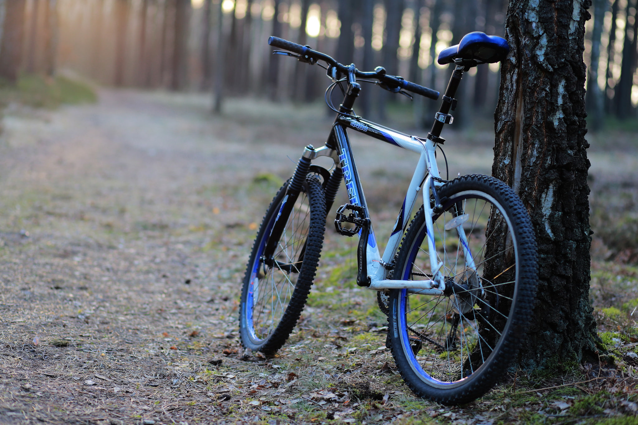 white, forest, morning, tree, bike, hardtail, 1080P, track, black, HD Wallpaper