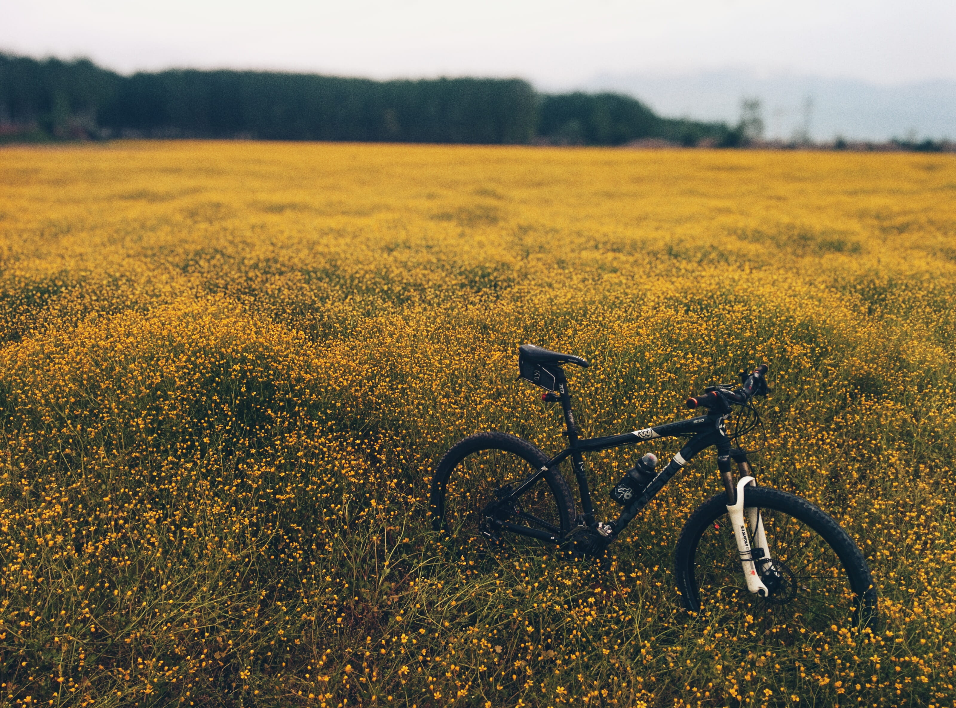 tail, field, beauty in nature, meadow, non-Urban Scene, cycling, mountain, growth, sky, land, environment, nature, flowers, flower, transportation, rural Scene, HD Wallpaper