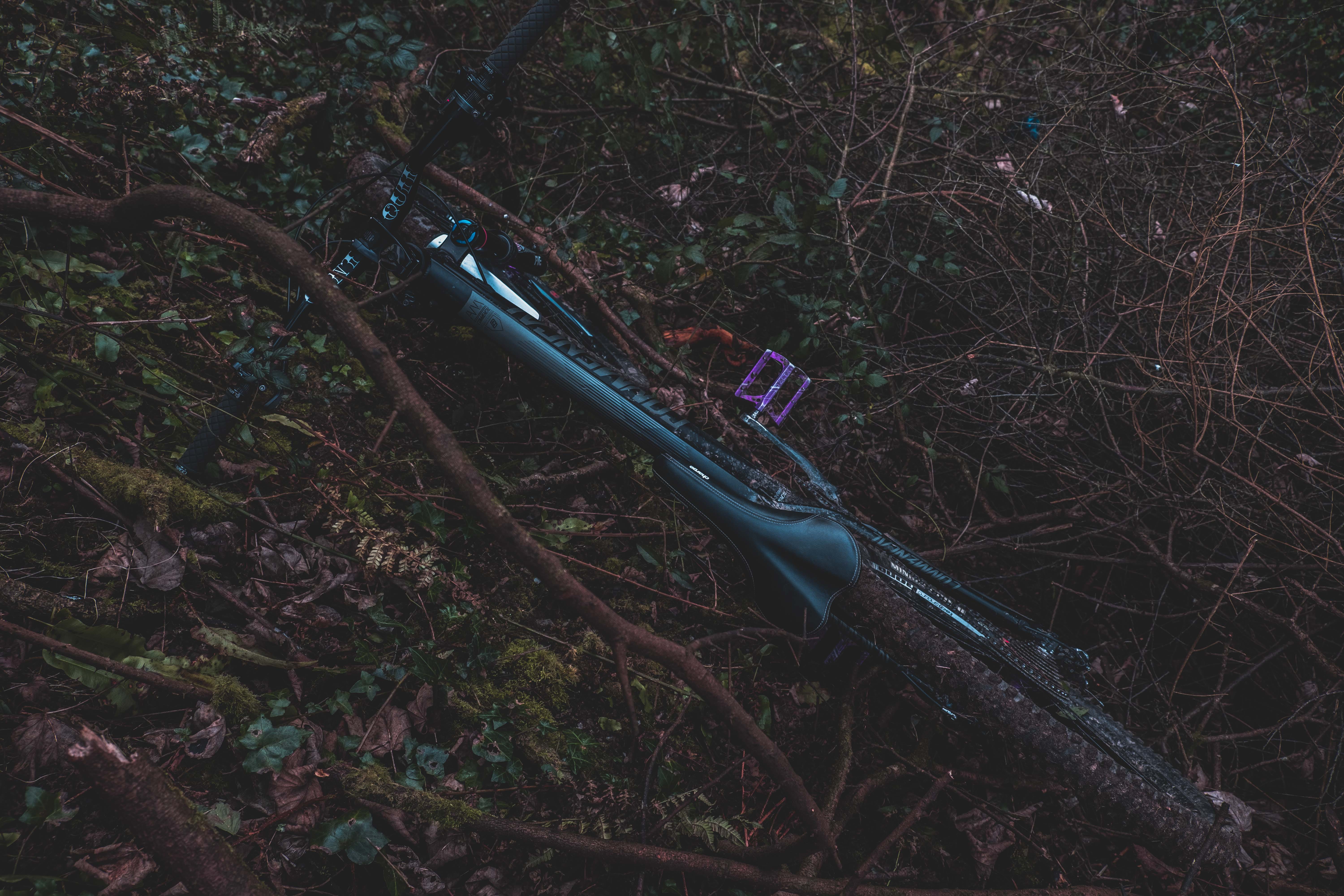 dry, land, animal, non-urban scene, outdoors, branch, Mountain bike, growth, tranquility, metal, nature, bicycle, vegetation, close-up, transportation, HD Wallpaper