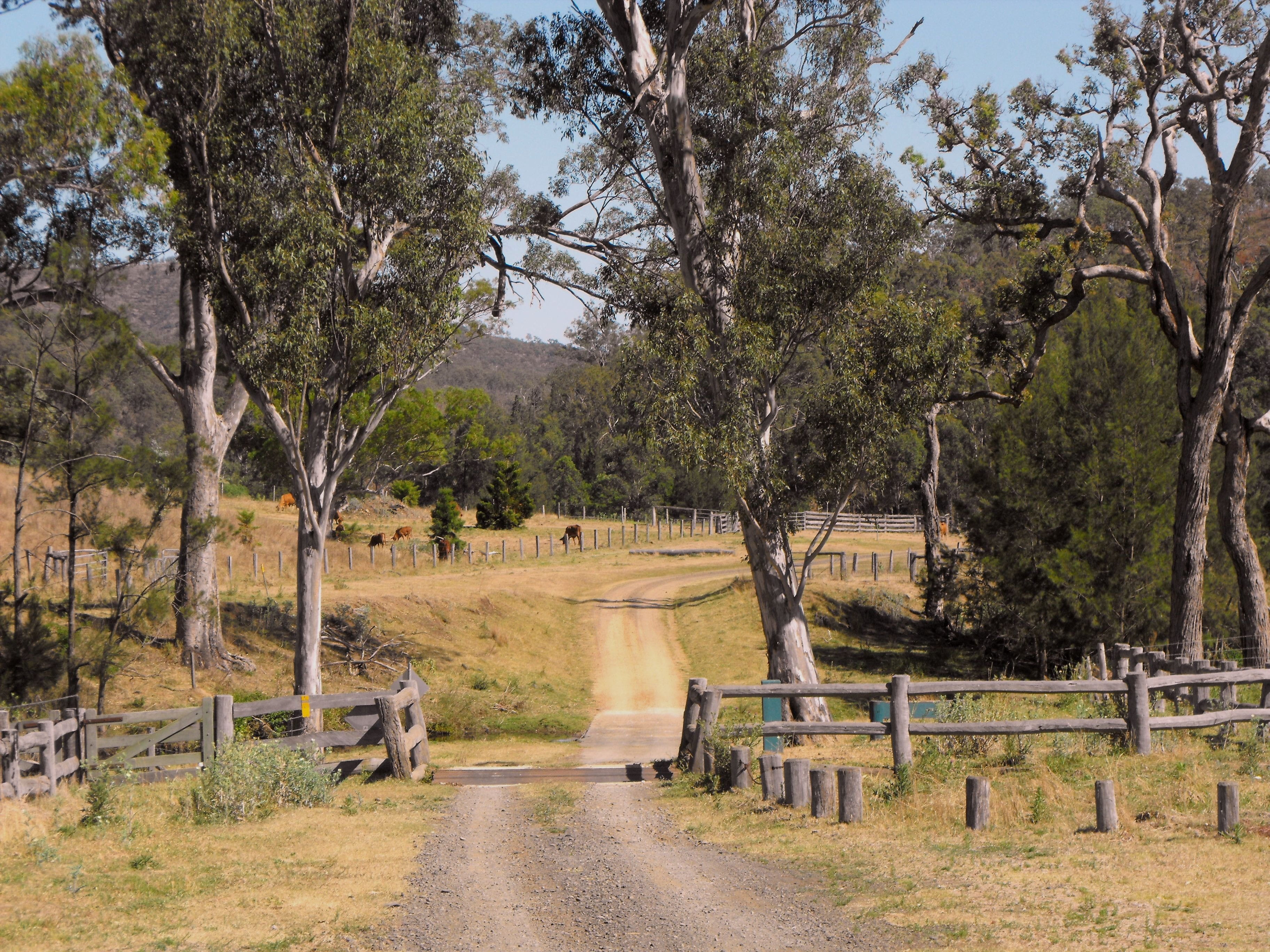 plant, nature, trees, australia, between the trees, queensland, mammal, dirt, path, growth, vertebrate, track, footpath, fence, country life, animal, daytime, HD Wallpaper