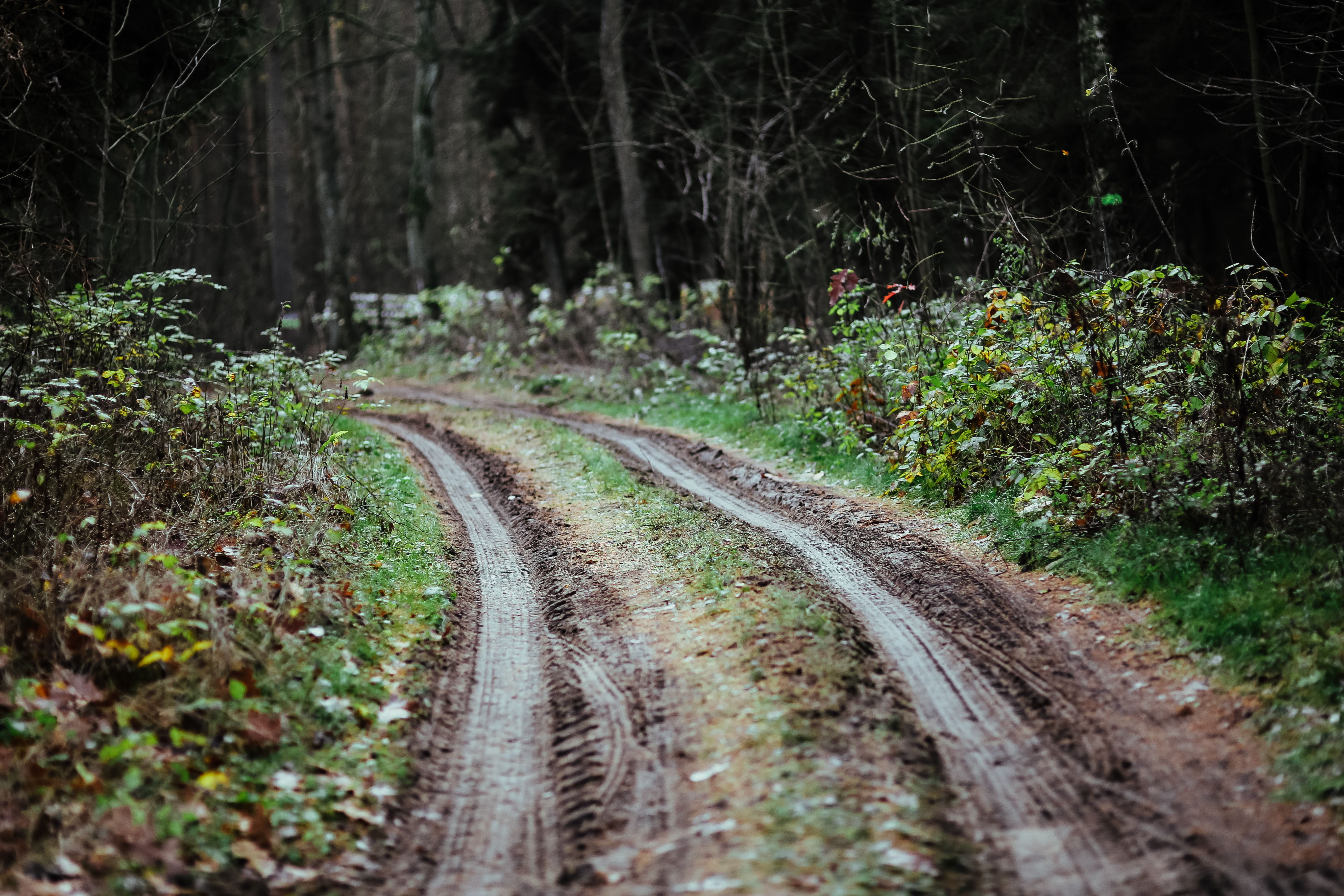 track, trees, plants, curve, tree trunk, leaves, forest, the way forward, rail transportation, tranquility, trail, plant, walk in, long, dirt, branch, 5K, HD Wallpaper