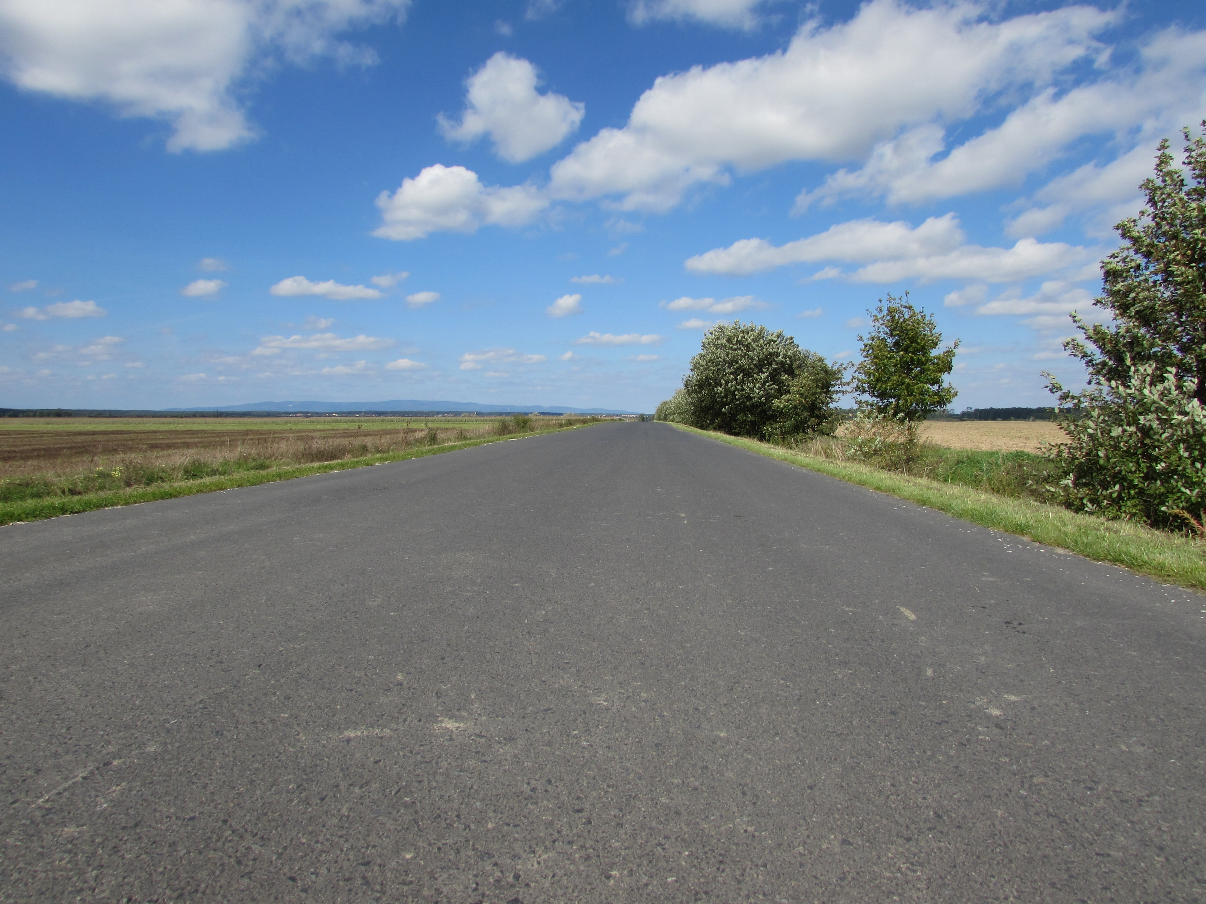 tree, cloud - sky, sign, sky, tranquil scene, environment, asphalt, 4K, dividing line, road, tranquility, plant, empty road, dirt track, country road, HD Wallpaper