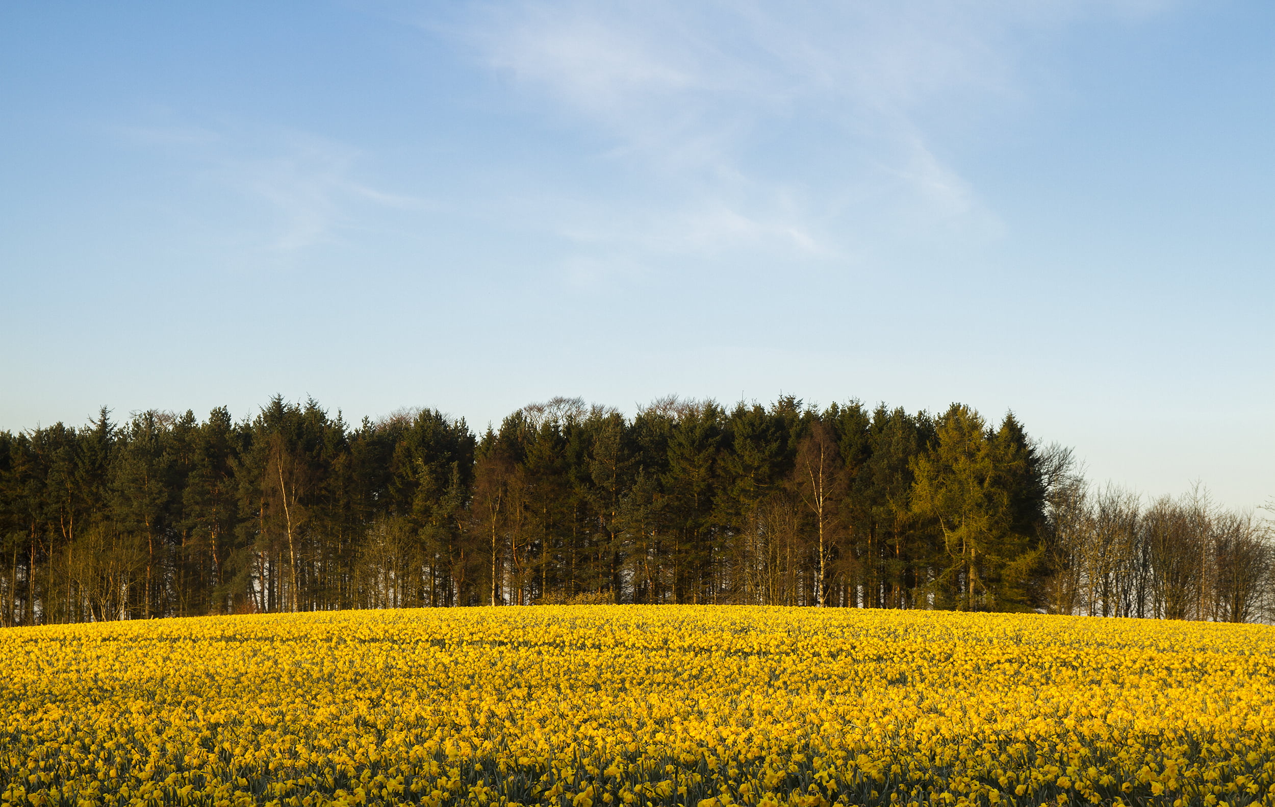 agriculture, oilseed Rape, Scotland, summer, color, flowers, blue, England, full, sigma, fields, UK, canon eos 7d, field, landscape, garden, nature, daffodil, HD Wallpaper