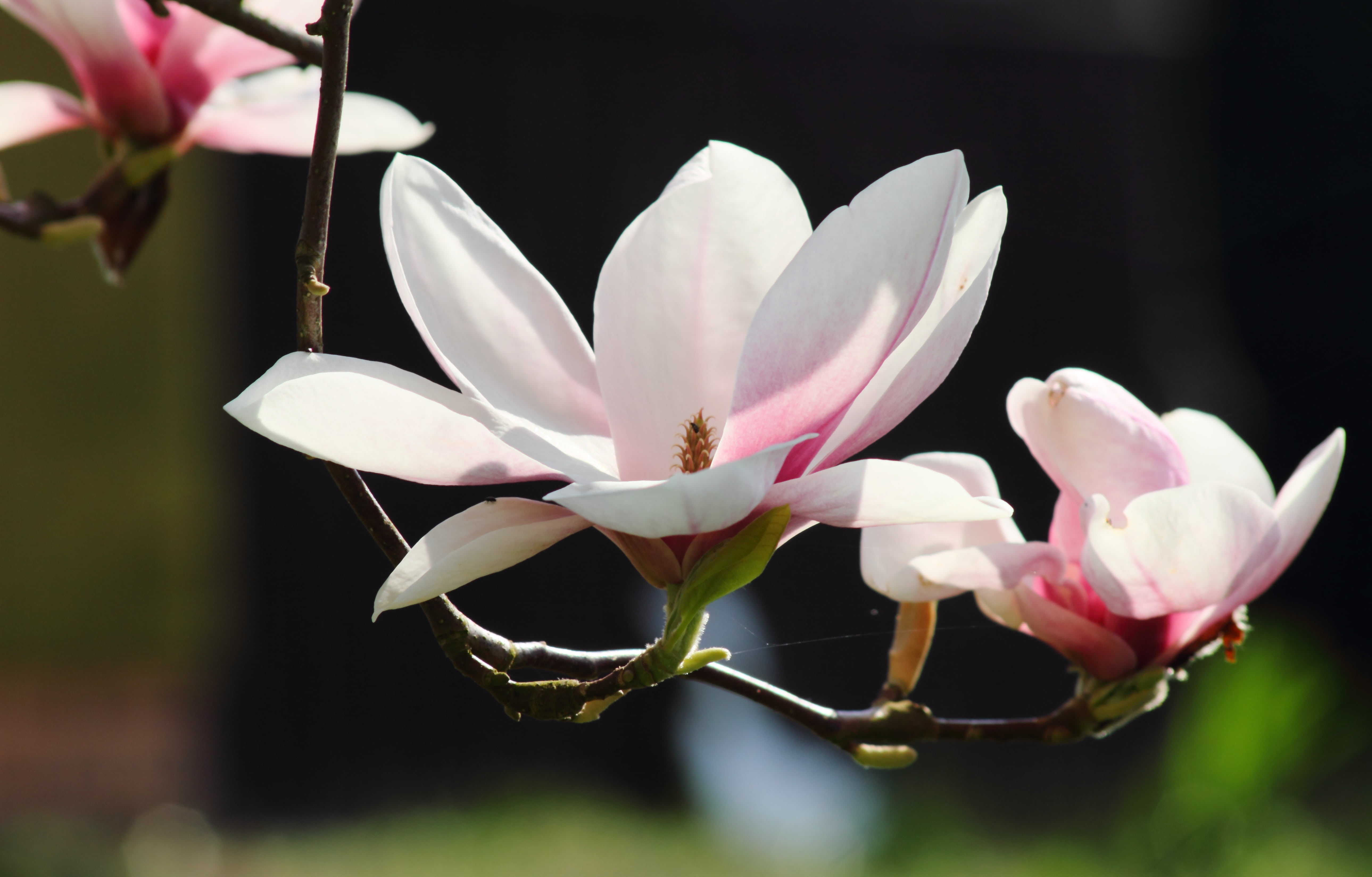 petal, canon eos 7d, selective, day, white color, vulnerability, pink, blossom, softness, petaled, focus on foreground, magnolia, fragility, beauty in nature, HD Wallpaper