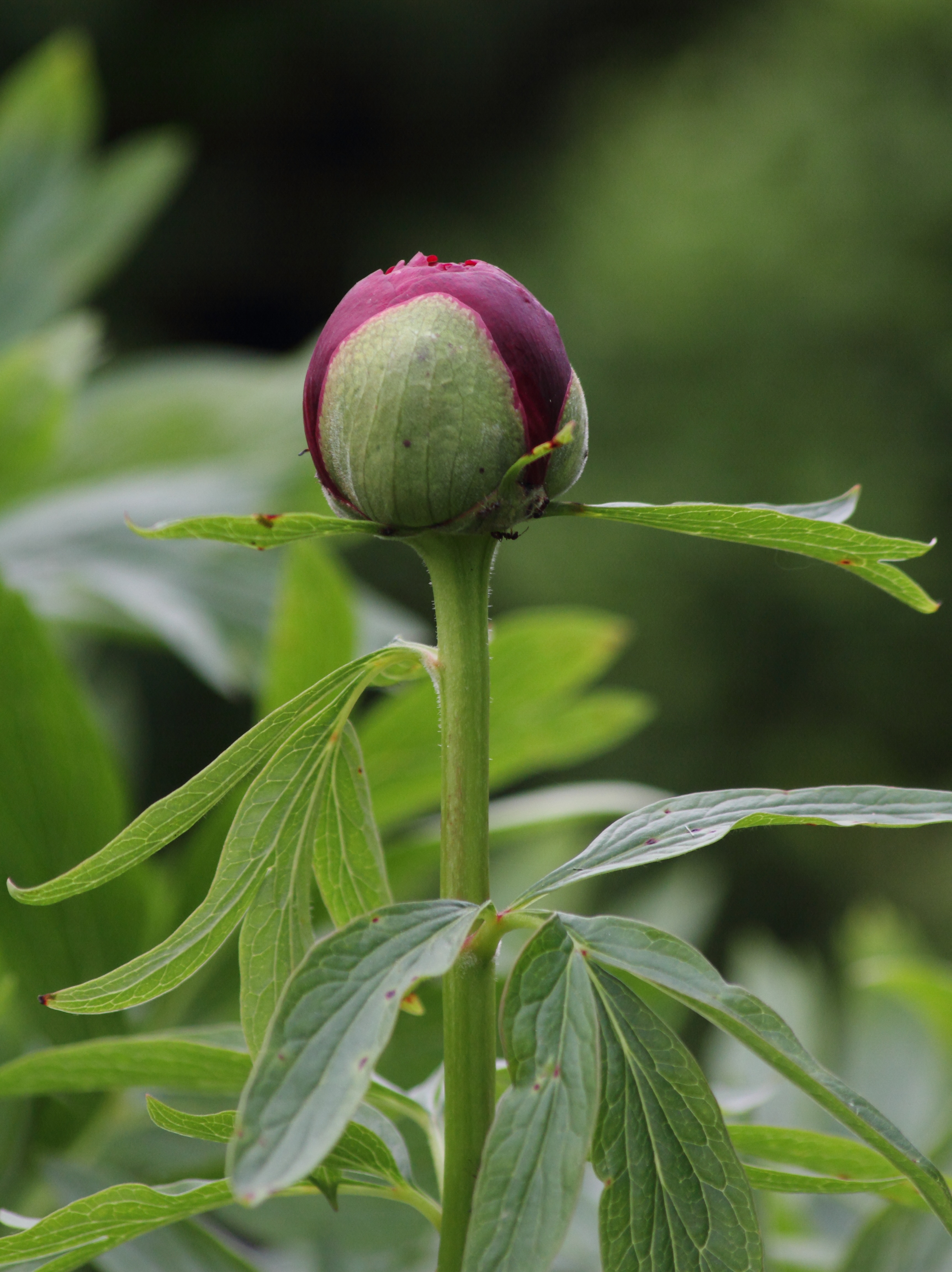 day, outdoors, plant part, fragility, green color, green, canon eos 7d, blossom, close-up, bloom, growth, peony, nature, freshness, 4K, fruchtkapsel, flower, Phone HD Wallpaper